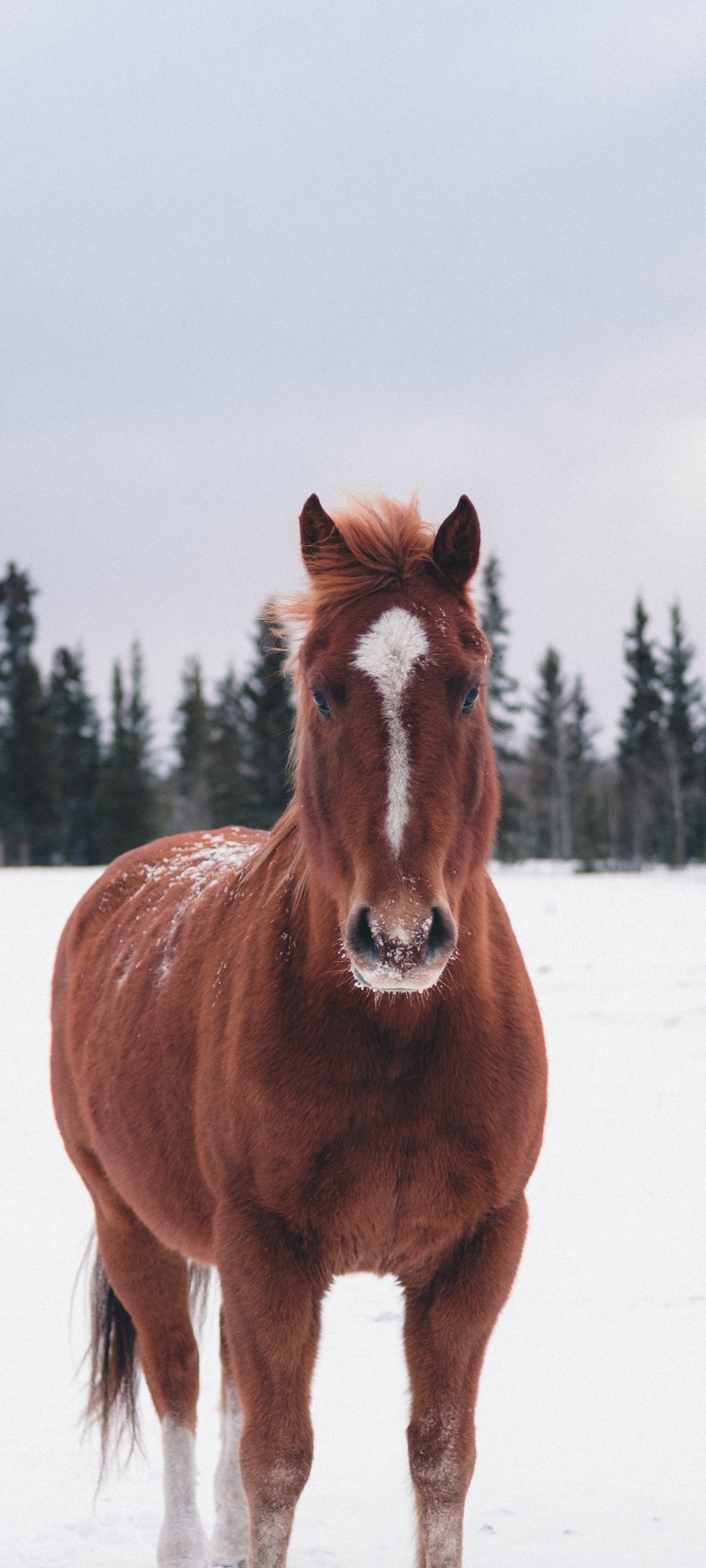 無料モバイル壁紙動物, 冬, 馬, 雪, 見詰めるをダウンロードします。