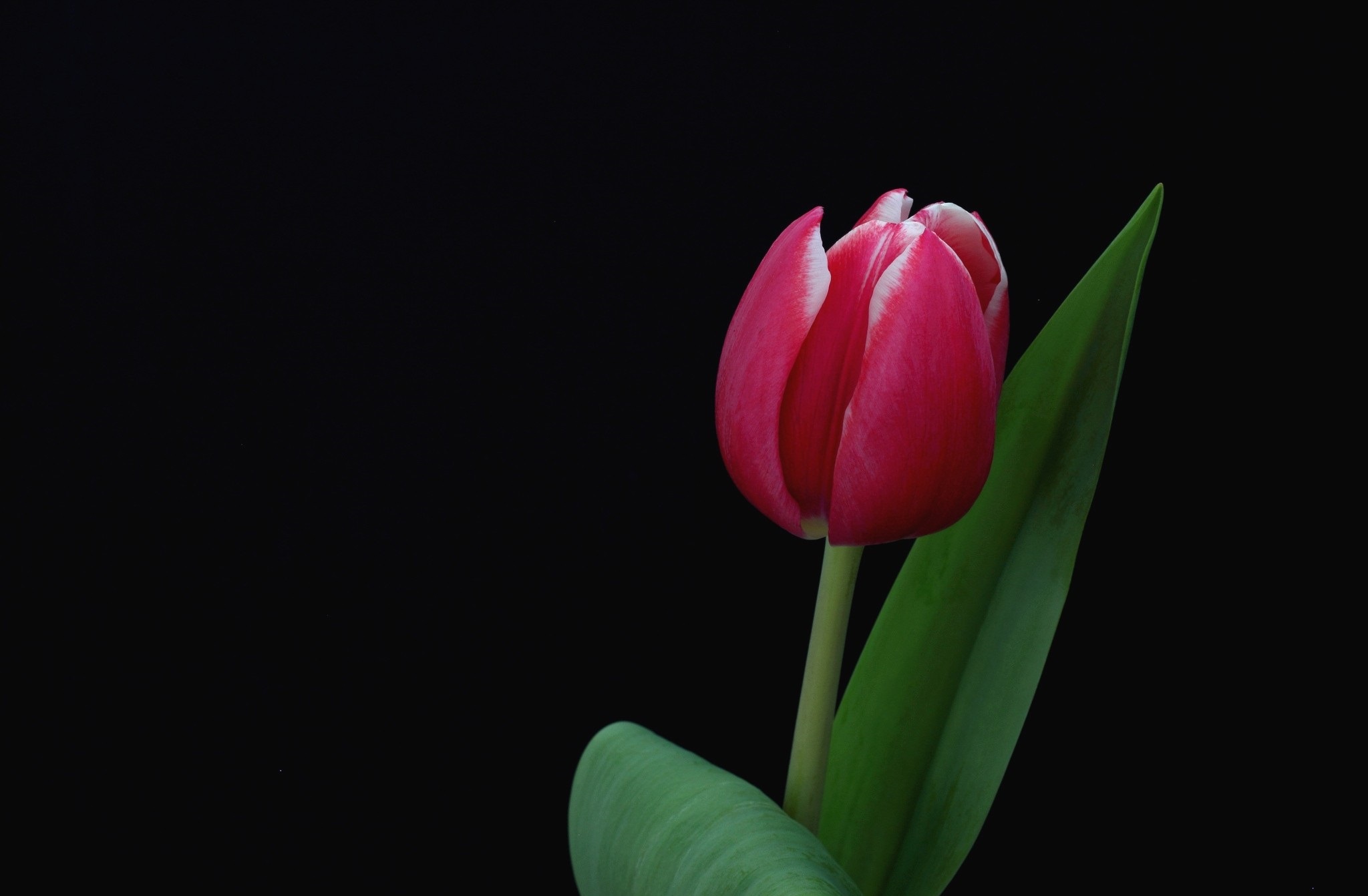 Free download wallpaper Flowers, Earth, Tulip on your PC desktop