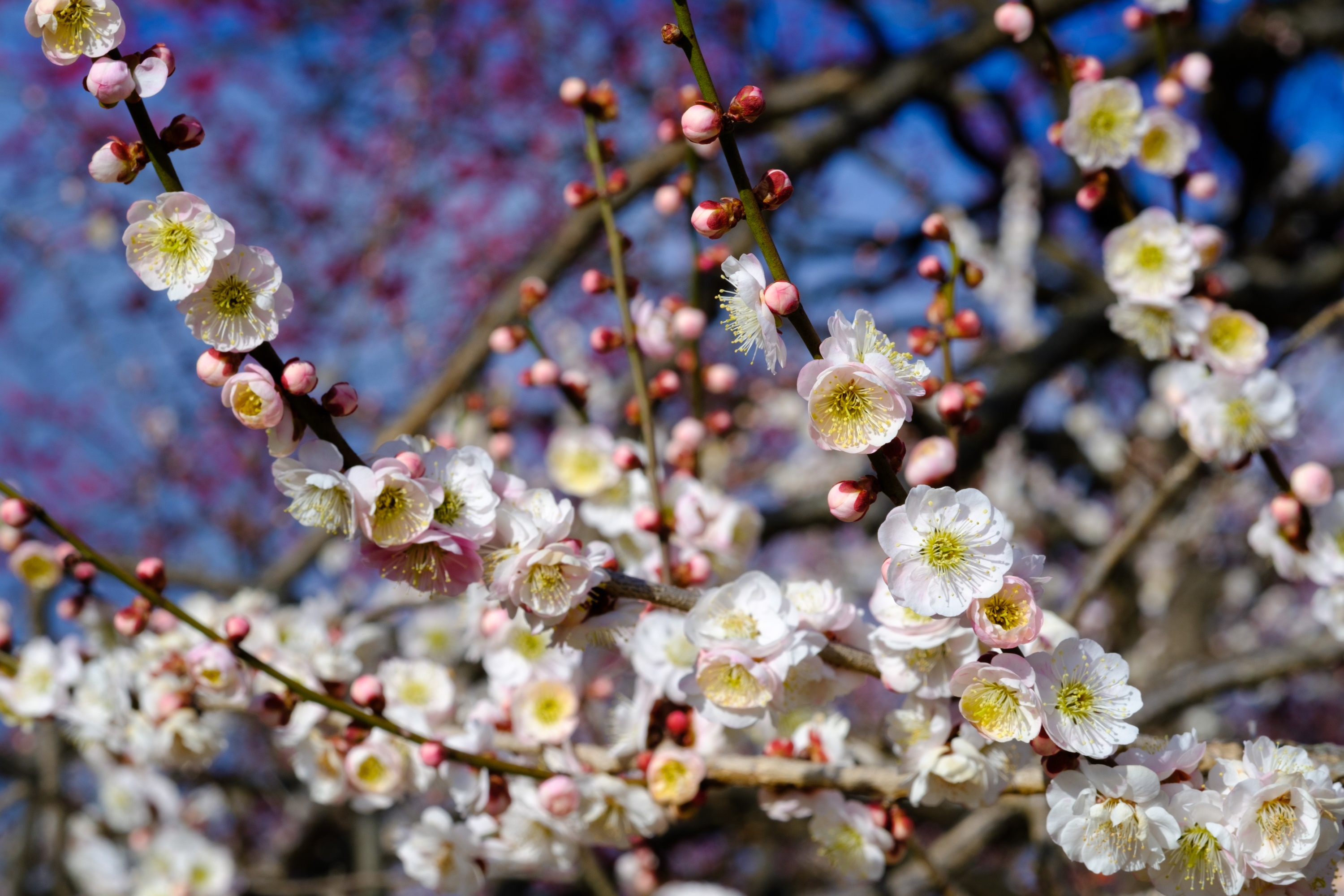 Free download wallpaper Nature, Flowers, Flower, Branch, Earth, Spring, White Flower, Blossom on your PC desktop