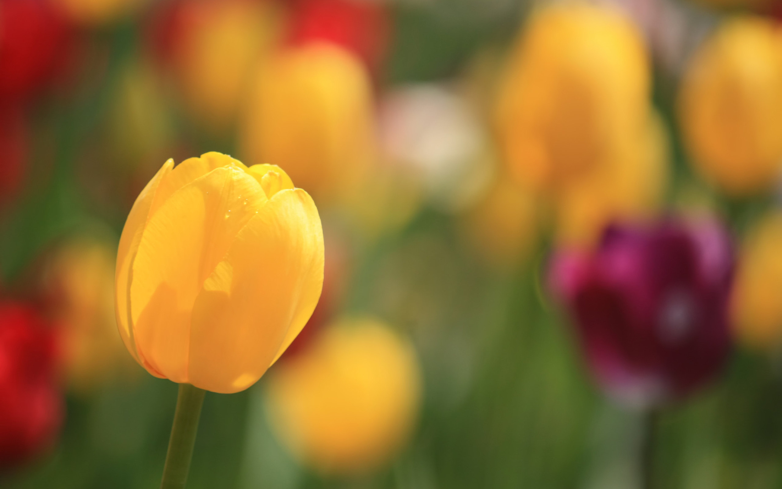 Baixar papel de parede para celular de Tulipa, Flor Amarela, Flores, Flor, Terra/natureza gratuito.