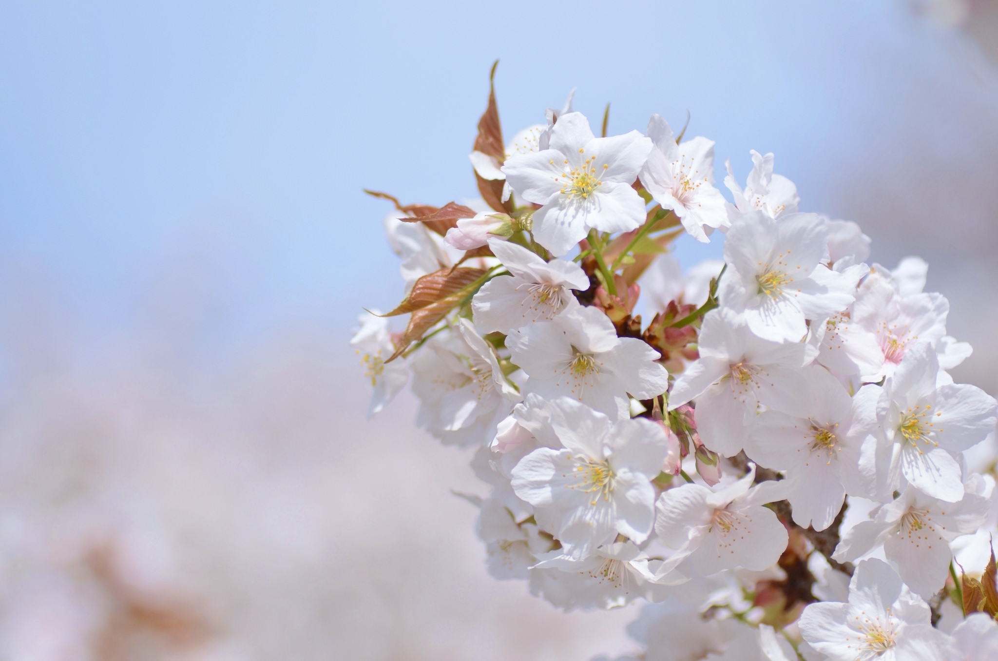 Download mobile wallpaper Flowers, Flower, Macro, Blur, Earth, Cherry Blossom, White Flower, Blossom for free.
