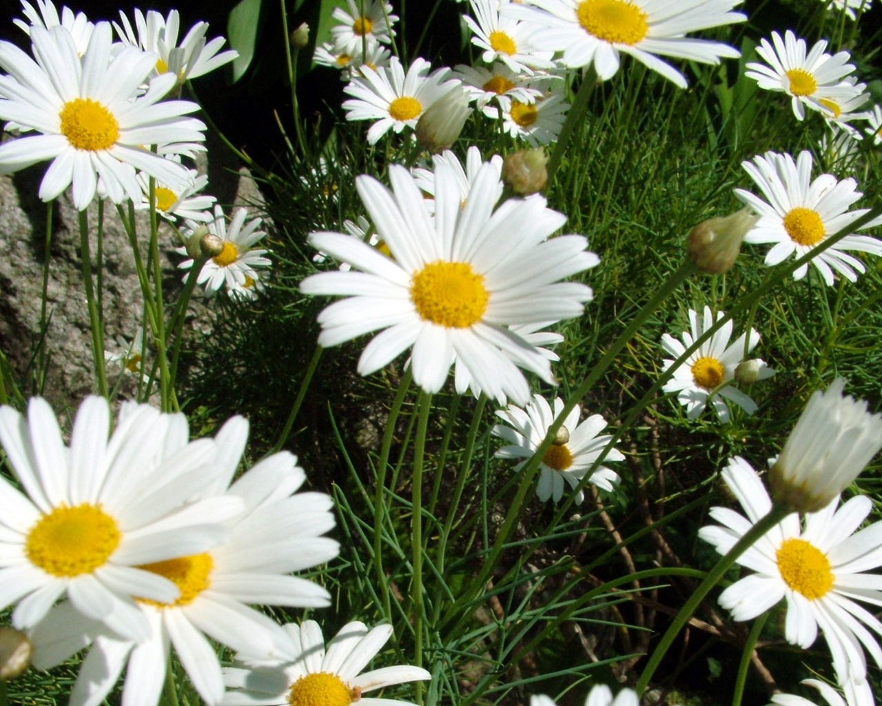 Téléchargez gratuitement l'image Fleur, Terre/nature sur le bureau de votre PC