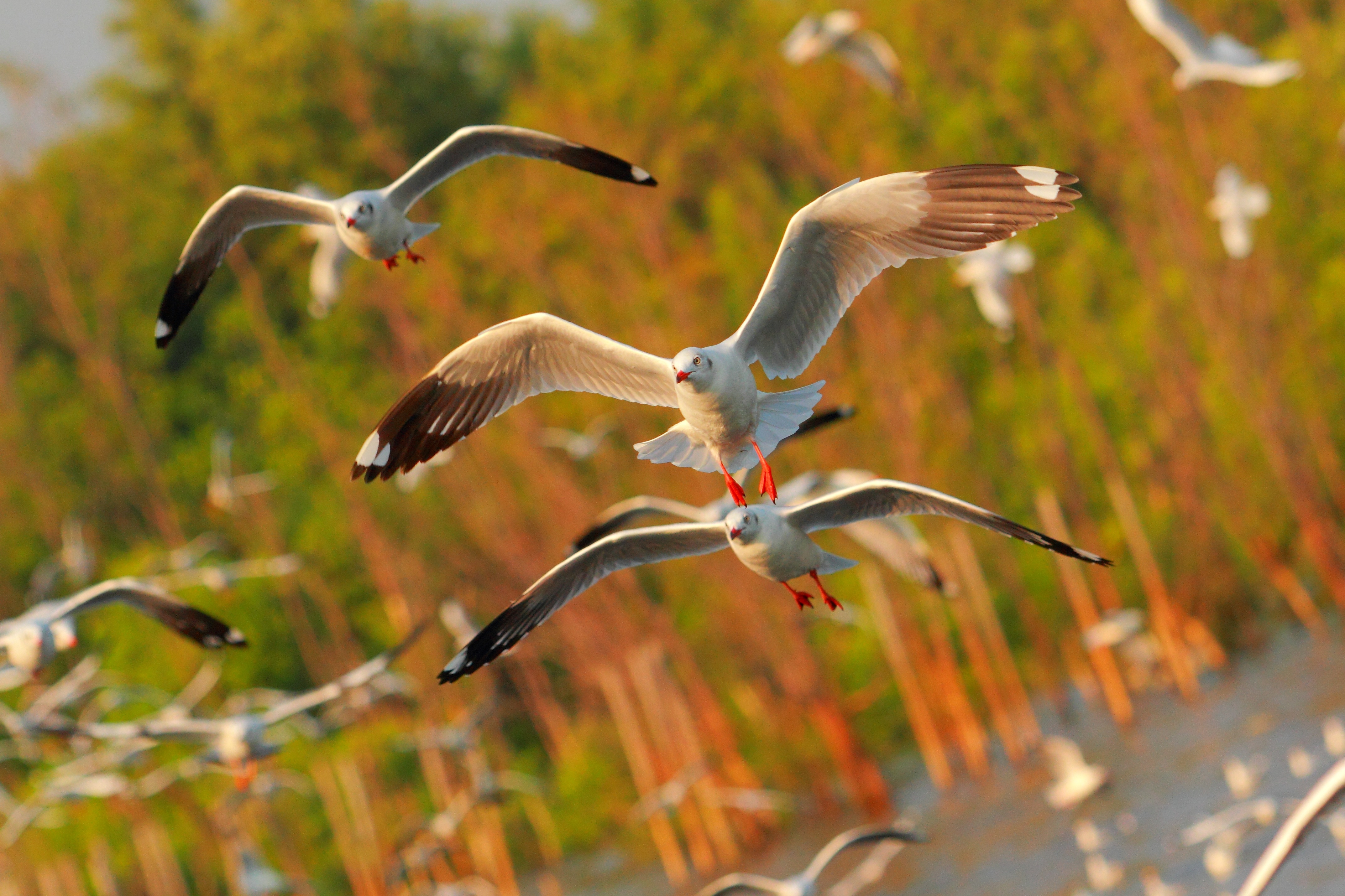 100079 скачать обои чайки, природа, птицы, море, полет - заставки и картинки бесплатно