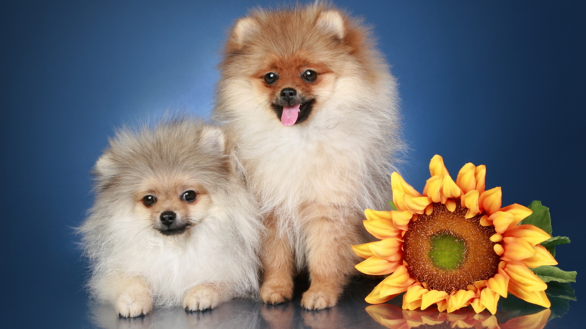 無料モバイル壁紙動物, 犬をダウンロードします。