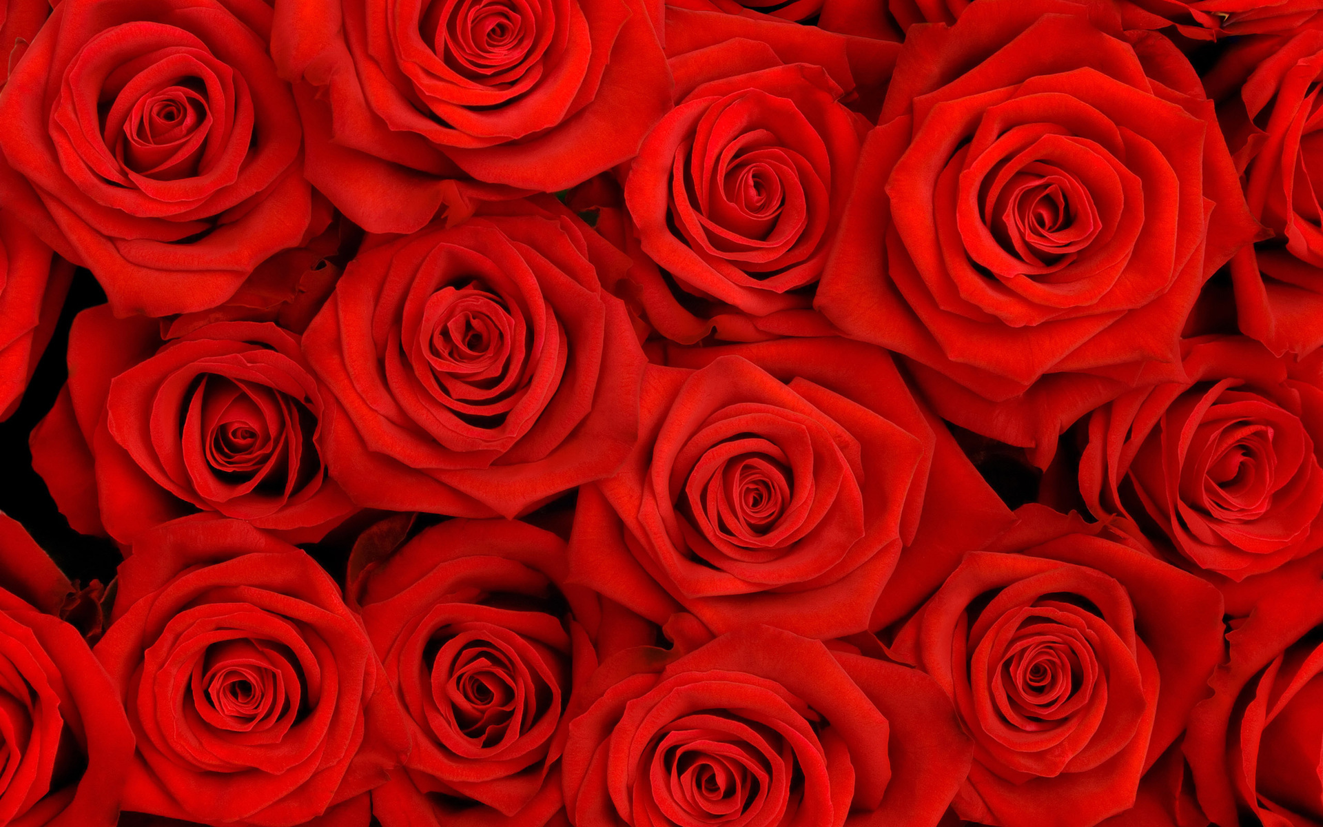 Скачать обои бесплатно Цветы, Розы, Фон, Растения картинка на рабочий стол ПК