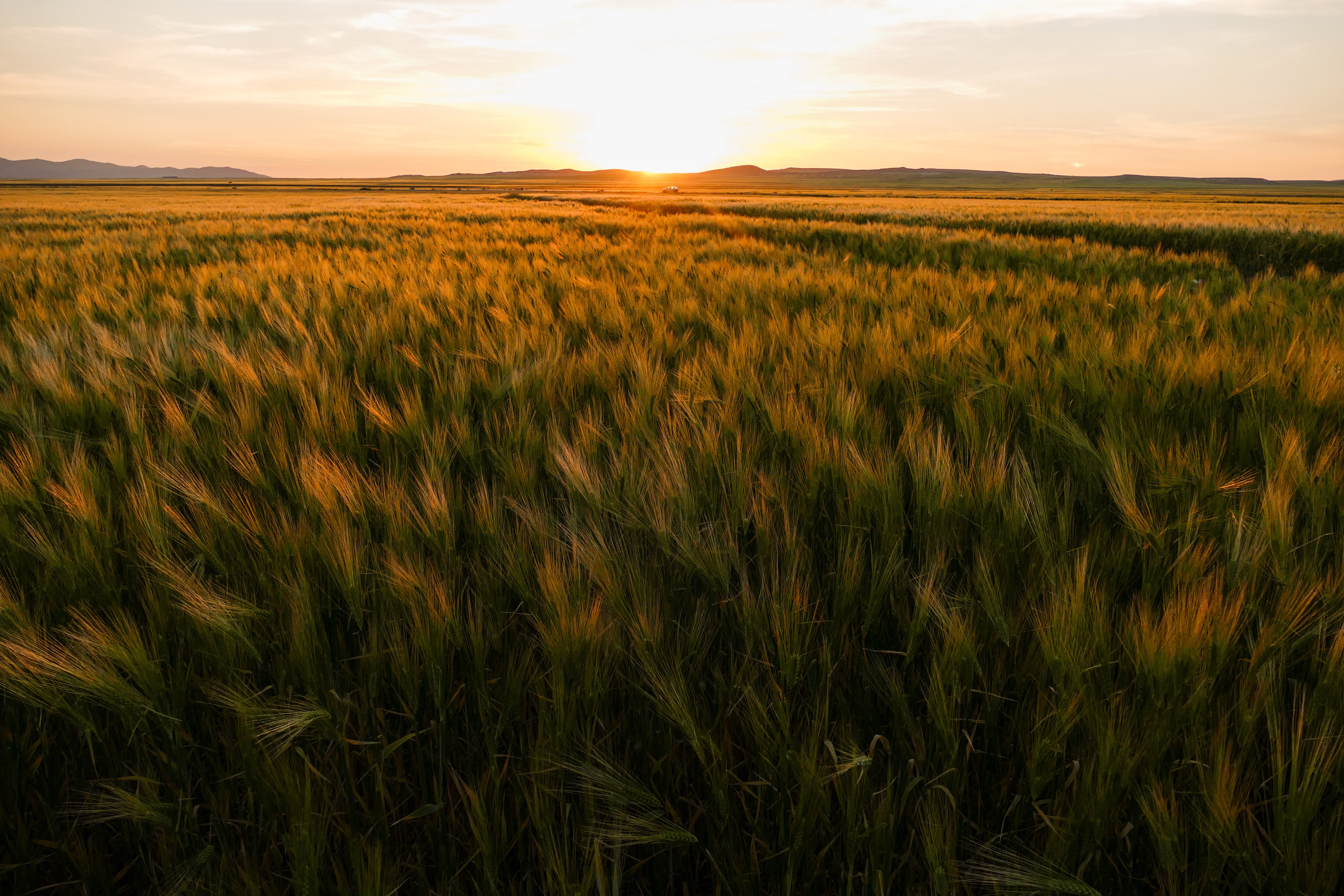 Free download wallpaper Nature, Sunset, Horizon, Field, Ears, Spikes on your PC desktop