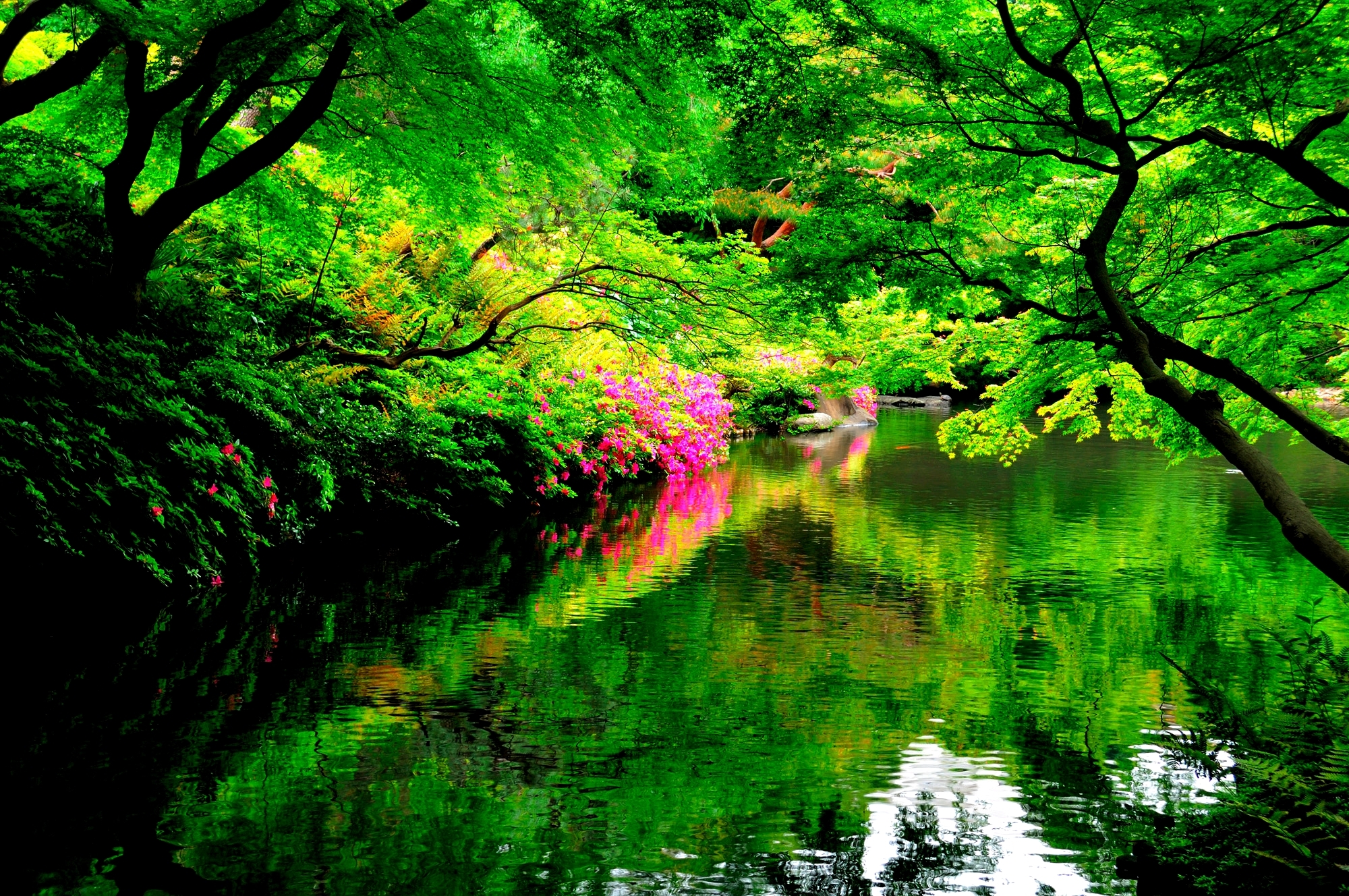 Скачать обои бесплатно Отражение, Цветок, Парк, Дерево, Зеленый, Весна, Сделано Человеком, Японский Сад картинка на рабочий стол ПК
