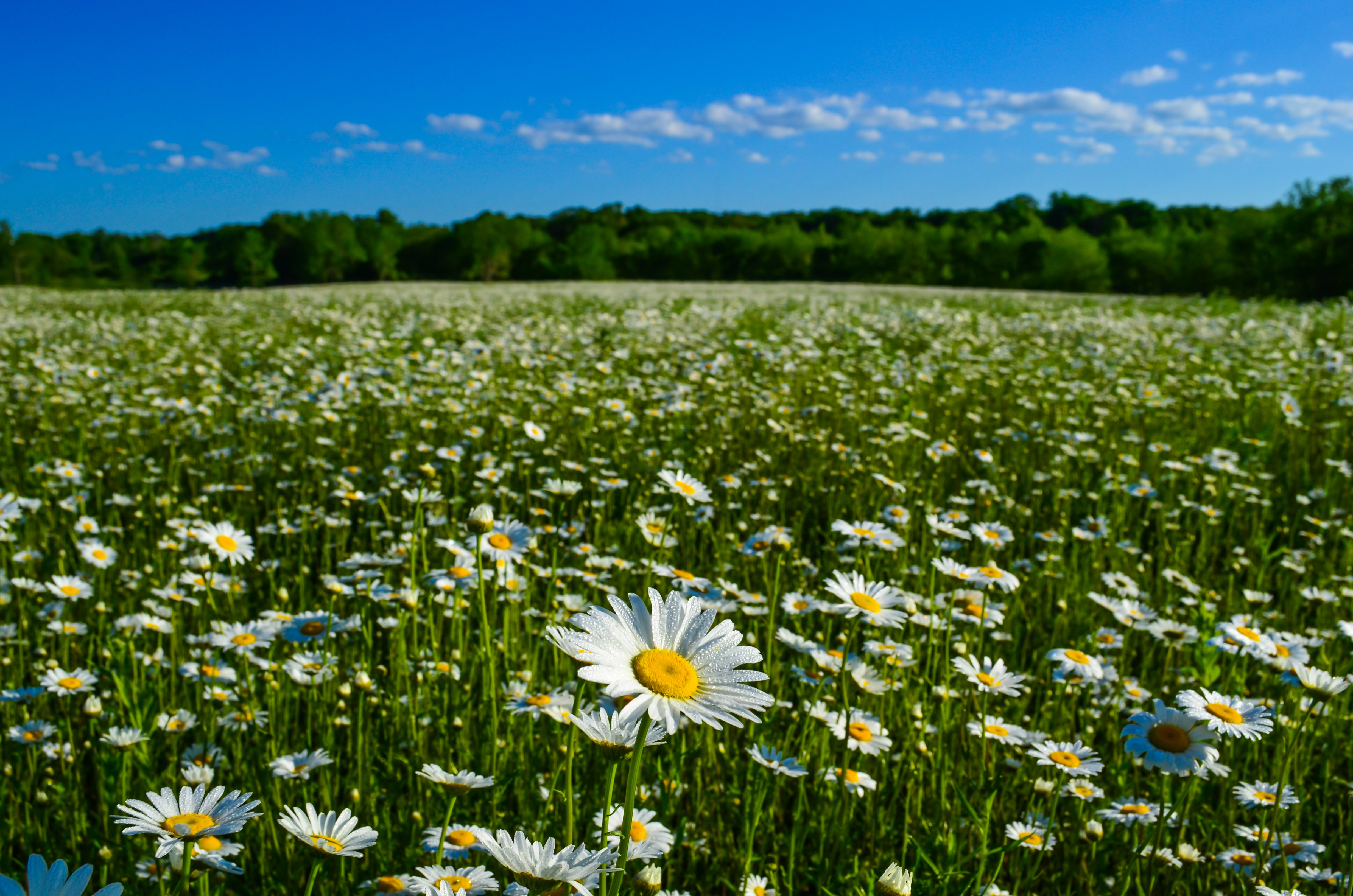 無料モバイル壁紙自然, 夏, カモミール, 花, 地球, 牧草地をダウンロードします。