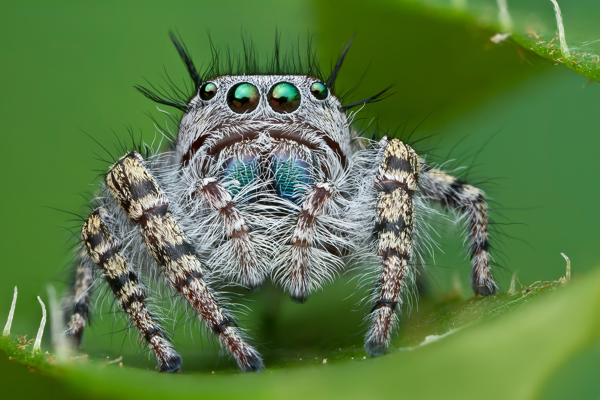 275617 baixar imagens animais, aranha, aranha saltadora - papéis de parede e protetores de tela gratuitamente