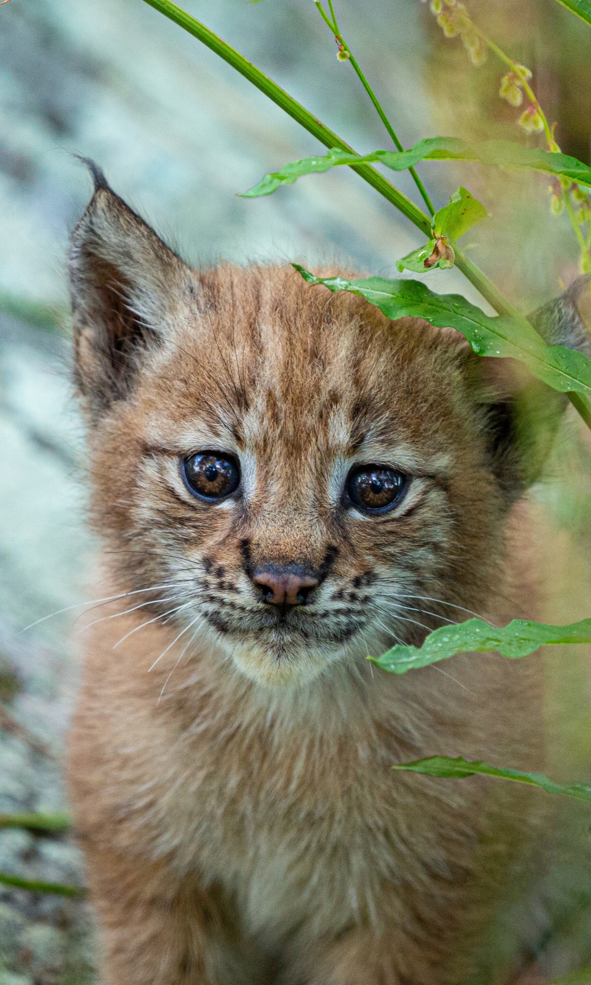 Handy-Wallpaper Tiere, Katzen, Tierbaby, Luchs, Jungtier kostenlos herunterladen.