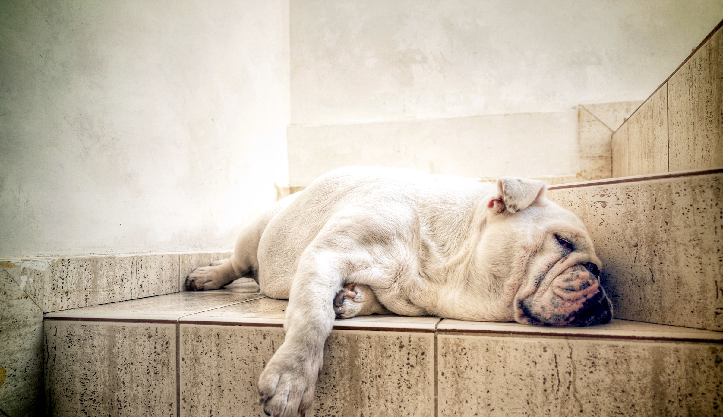Download mobile wallpaper Dogs, Dog, Animal, Sleeping, Bulldog for free.