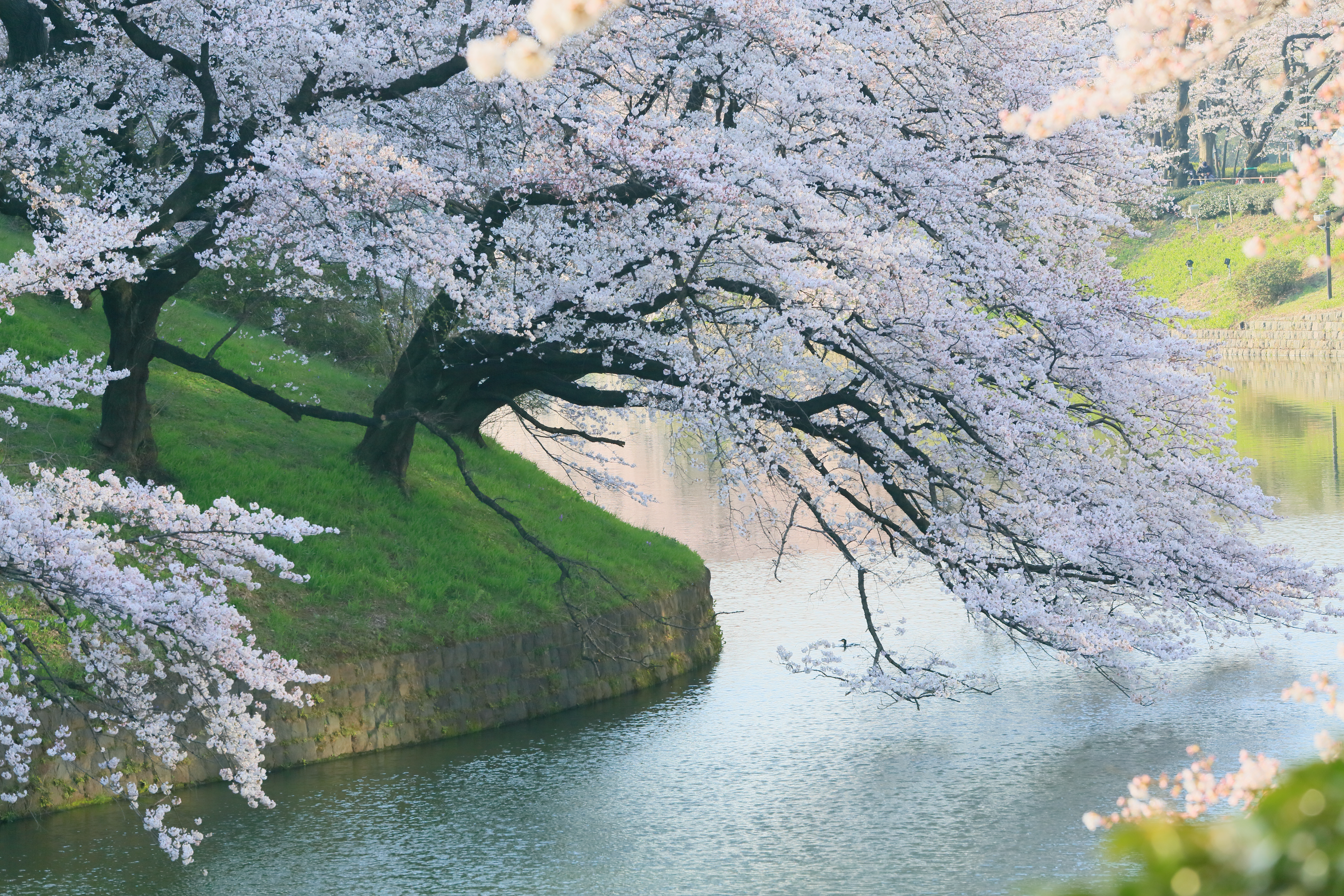 1523132 baixar imagens terra/natureza, primavera, flor de cerejeira, árvore de cereja, japão, sakura flor, sakura - papéis de parede e protetores de tela gratuitamente