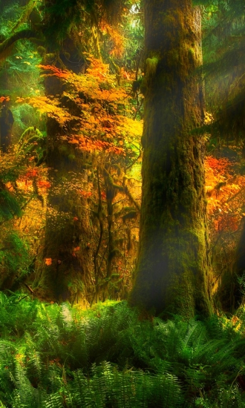 Download mobile wallpaper Forest, Tree, Fall, Earth, Sunlight, Sunbeam, Sunbean for free.