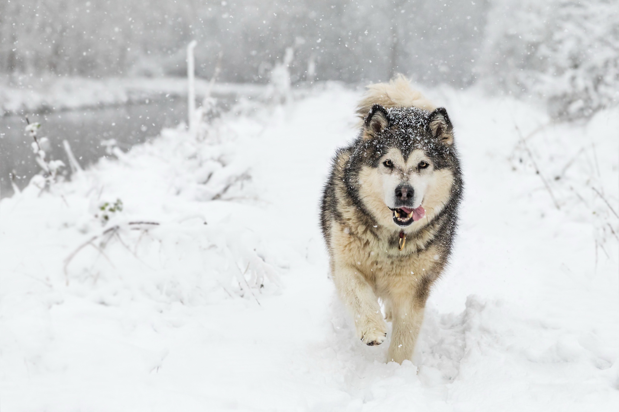 Handy-Wallpaper Tiere, Hunde, Schnee, Hund, Schneefall, Schlittenhund kostenlos herunterladen.