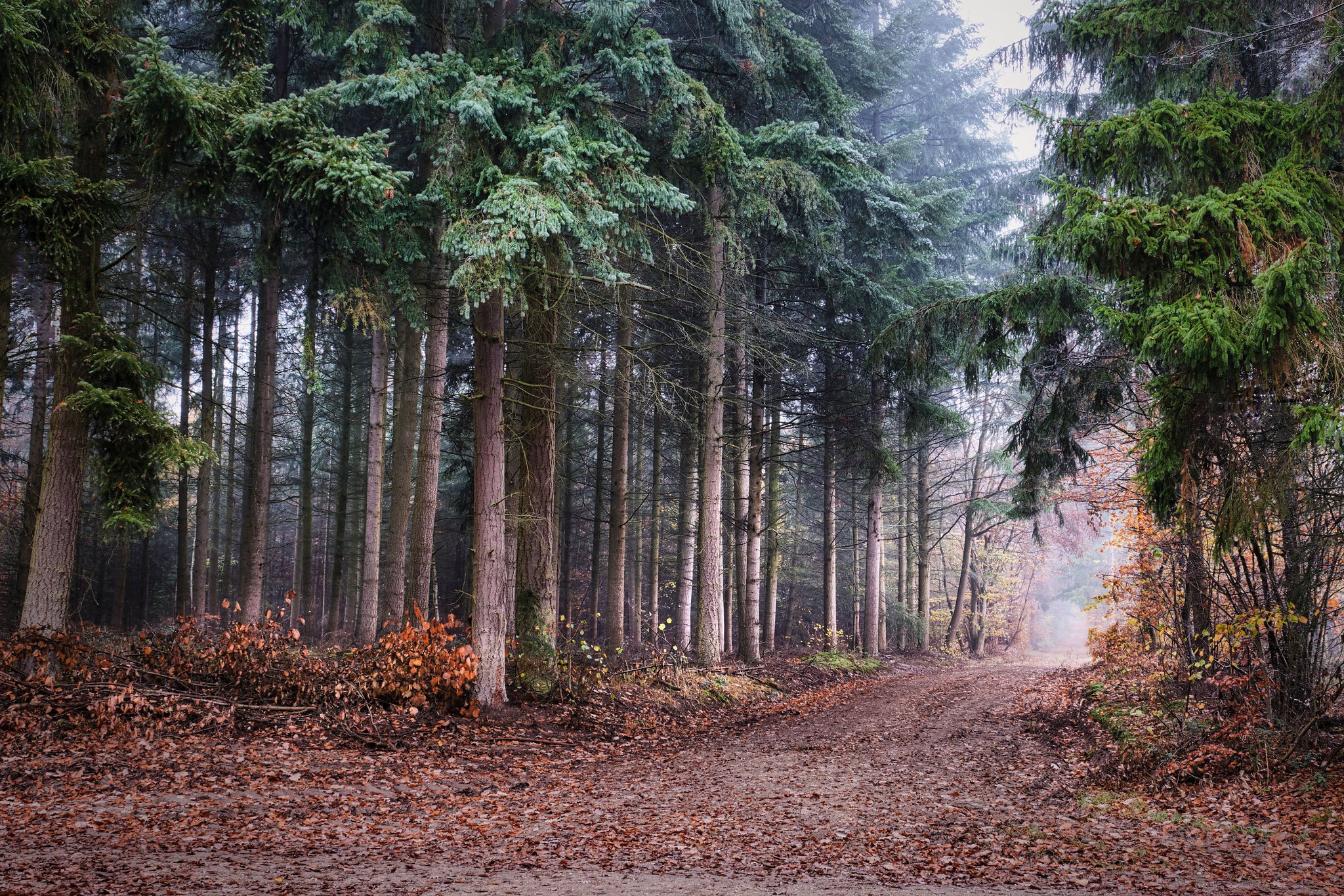 Téléchargez gratuitement l'image Route, Forêt, Chemin, Construction Humaine, La Nature sur le bureau de votre PC