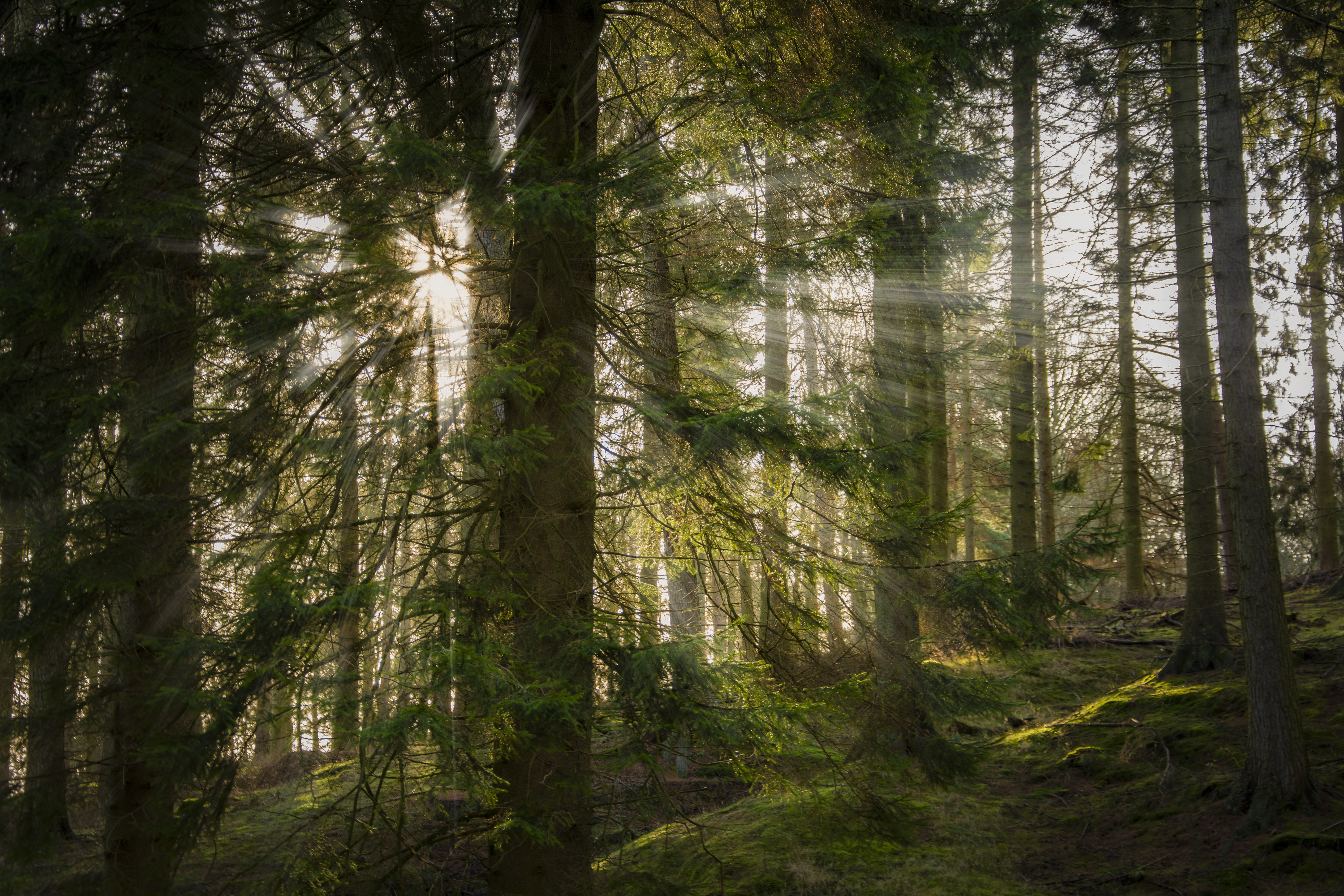 Download mobile wallpaper Forest, Nature, Beams, Rays, Trees, Sun for free.