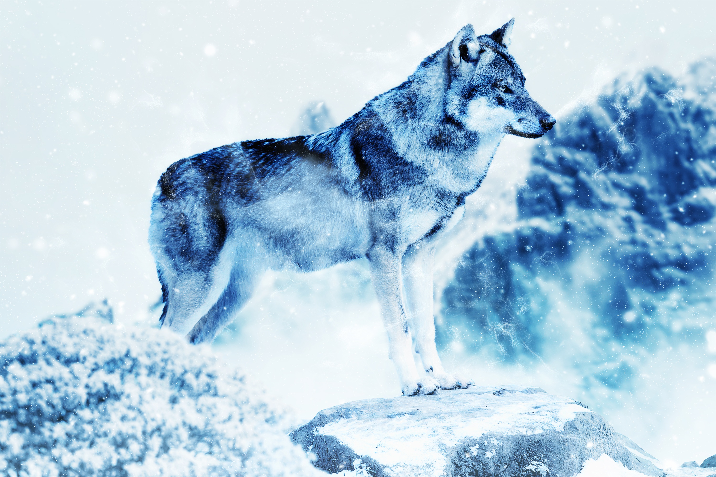 Descarga gratuita de fondo de pantalla para móvil de Lobo, Photoshop, Depredador, Animales, Arte.