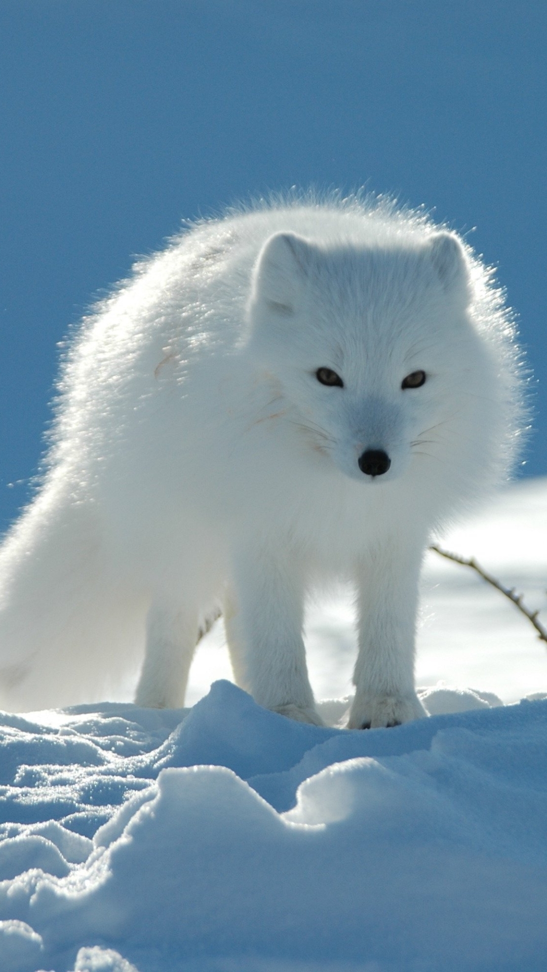 Download mobile wallpaper Winter, Dogs, Snow, Animal, Arctic Fox for free.