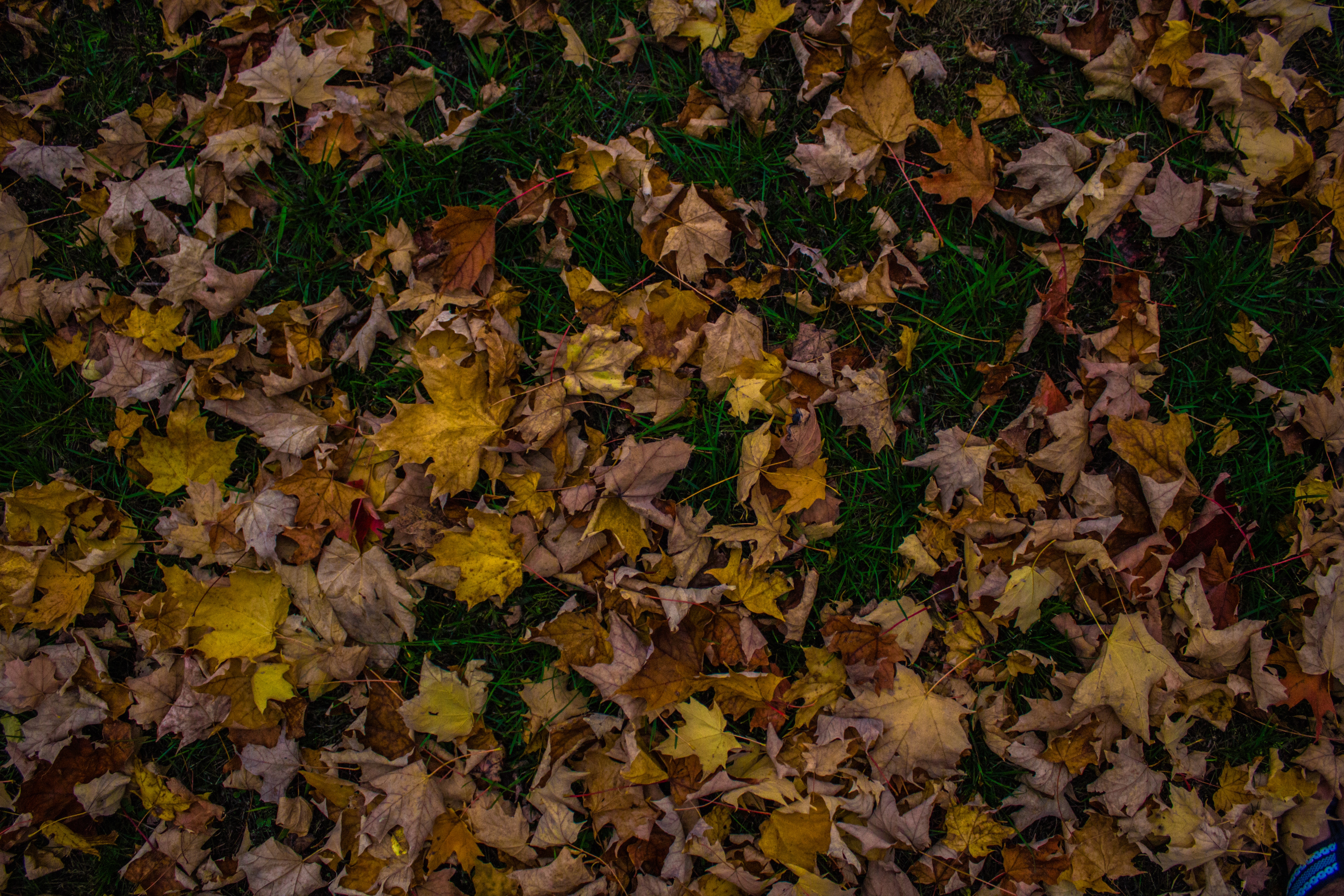 Desktop FHD grass, nature, autumn, foliage, maple, fallen