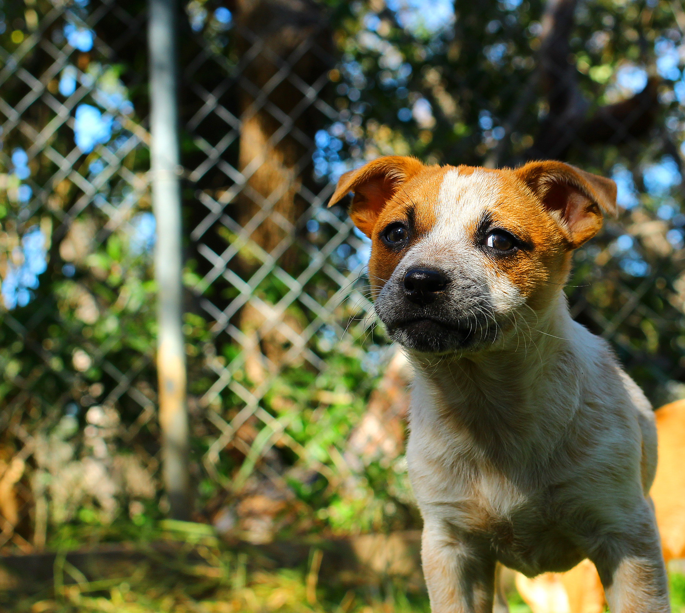 Free download wallpaper Dogs, Dog, Animal, Puppy, Bokeh, Baby Animal on your PC desktop