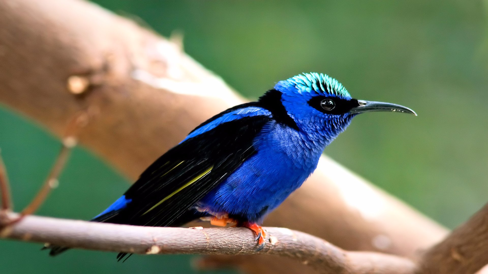 Baixe gratuitamente a imagem Animais, Aves, Pássaro na área de trabalho do seu PC