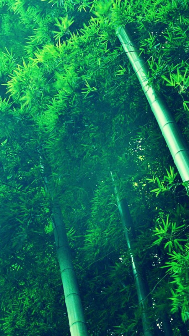 Download mobile wallpaper Earth, Bamboo for free.