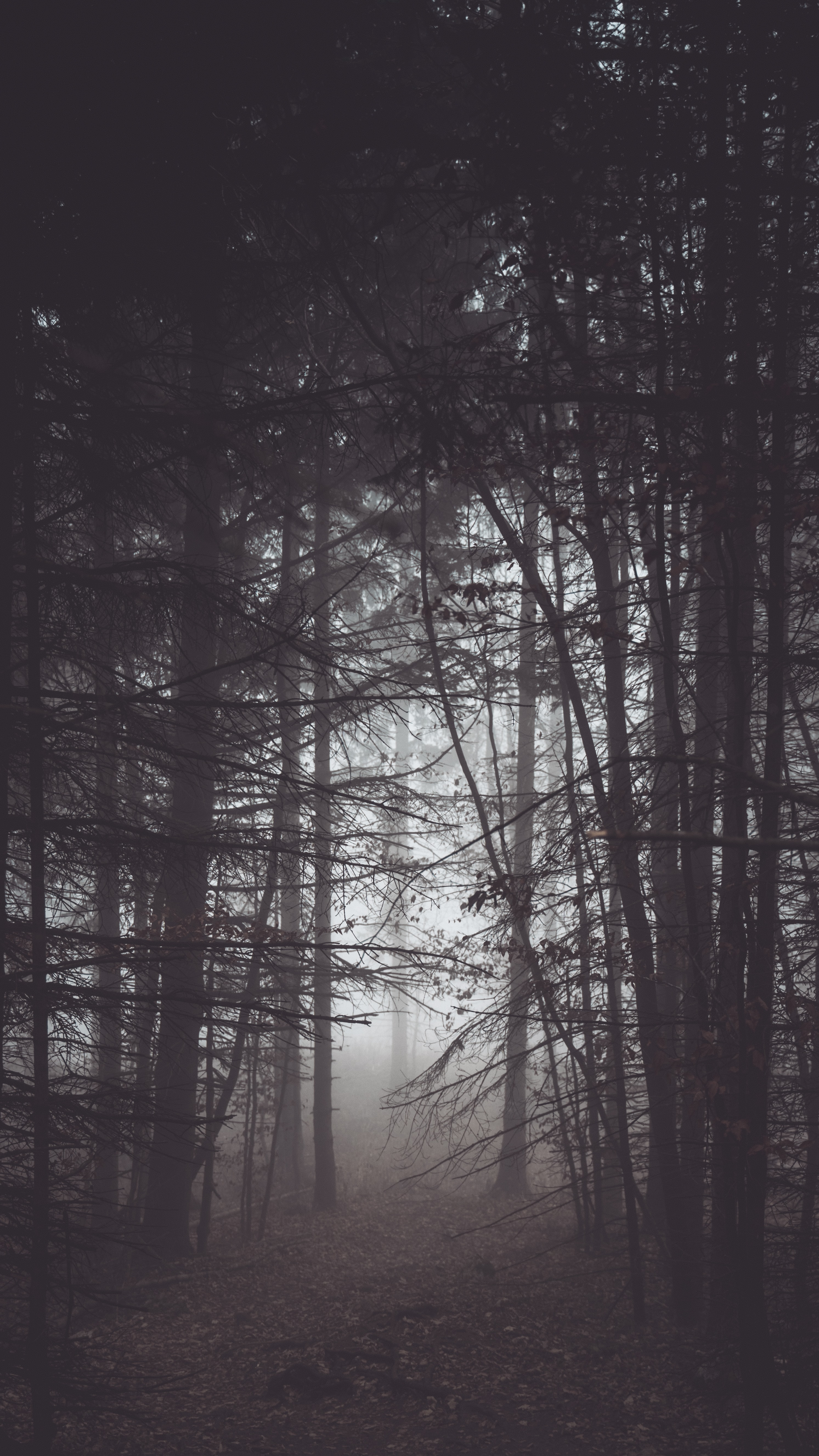 146575 завантажити картинку природа, дерева, сутінки, ліс, туман, морок, темрява - шпалери і заставки безкоштовно