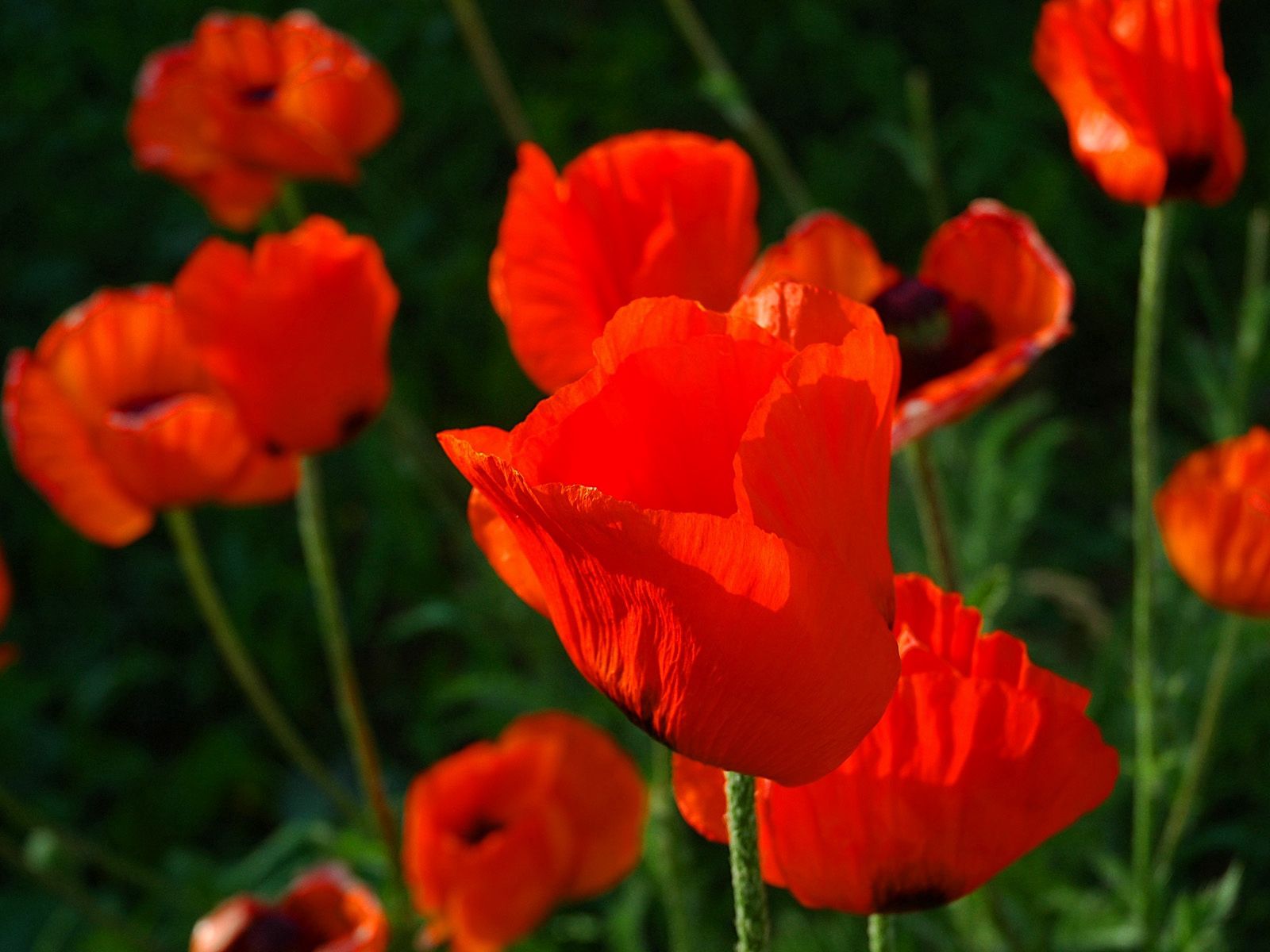 flowers, poppies, red, close up, stems