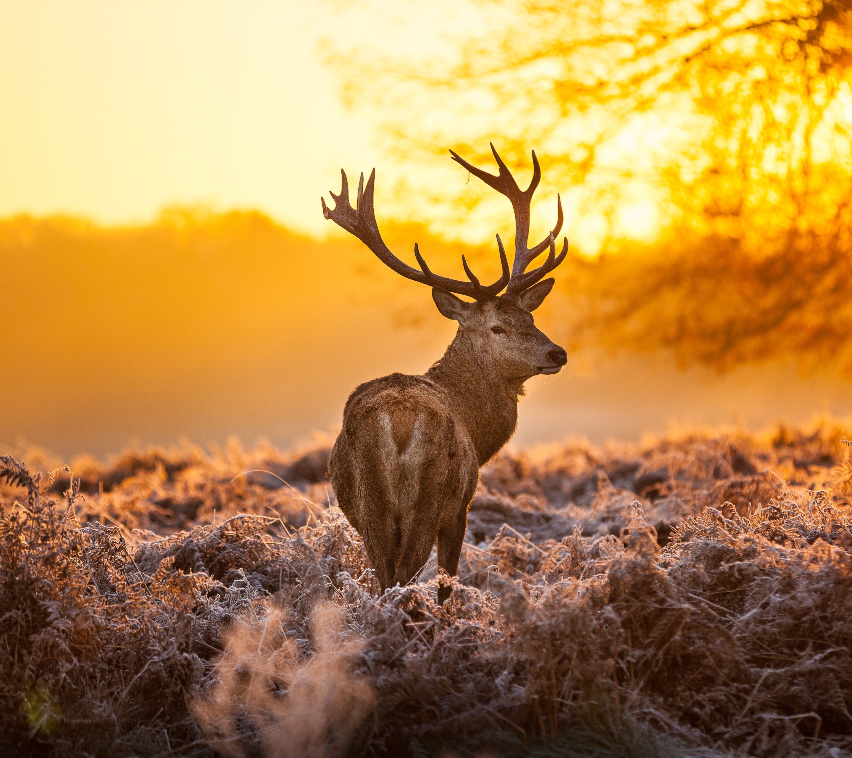 Download mobile wallpaper Sunset, Animal, Deer, Elk, Buck for free.