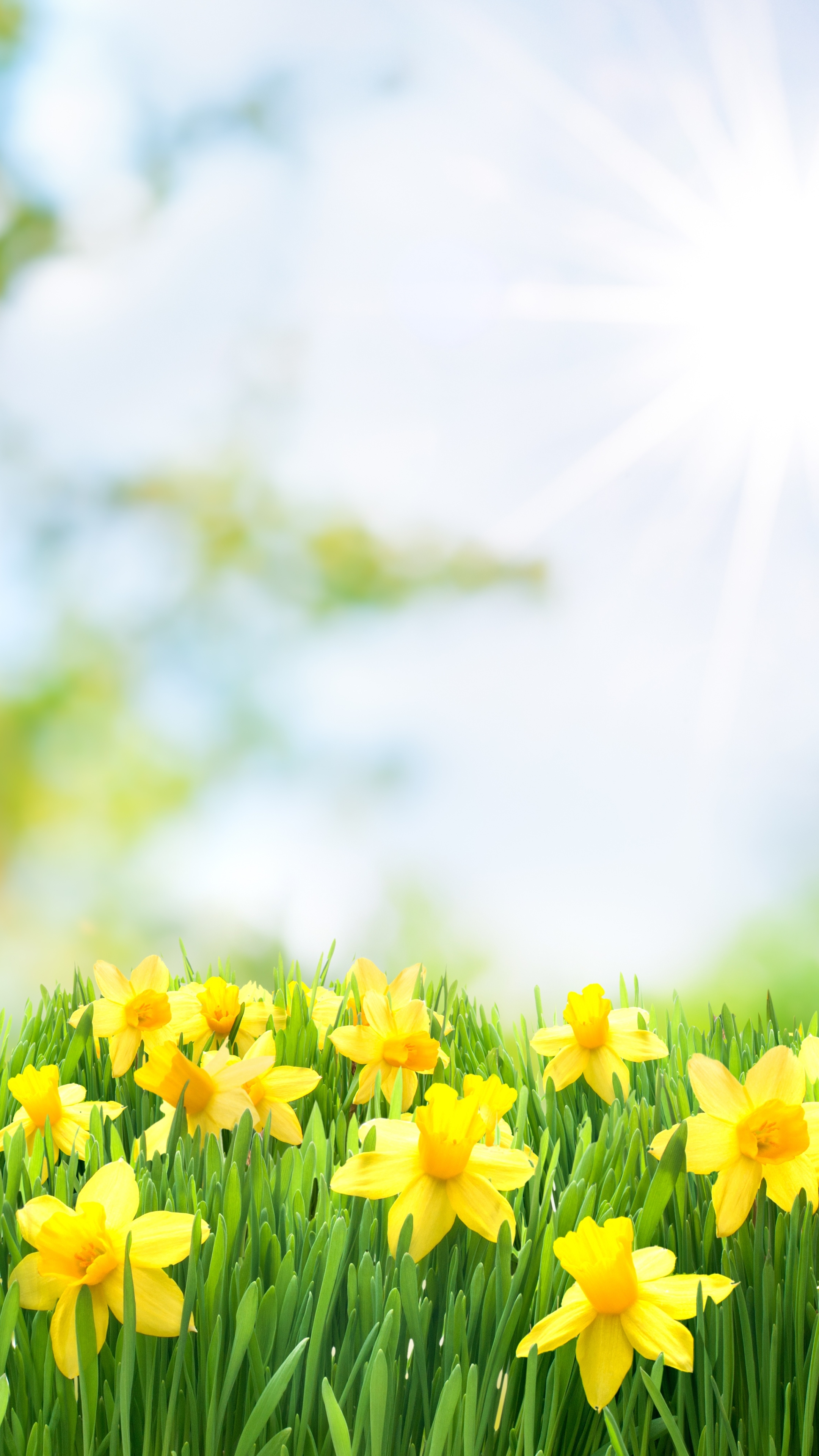 無料モバイル壁紙自然, フラワーズ, 夏, 水仙, 花, 地球, 太陽, 黄色い花をダウンロードします。