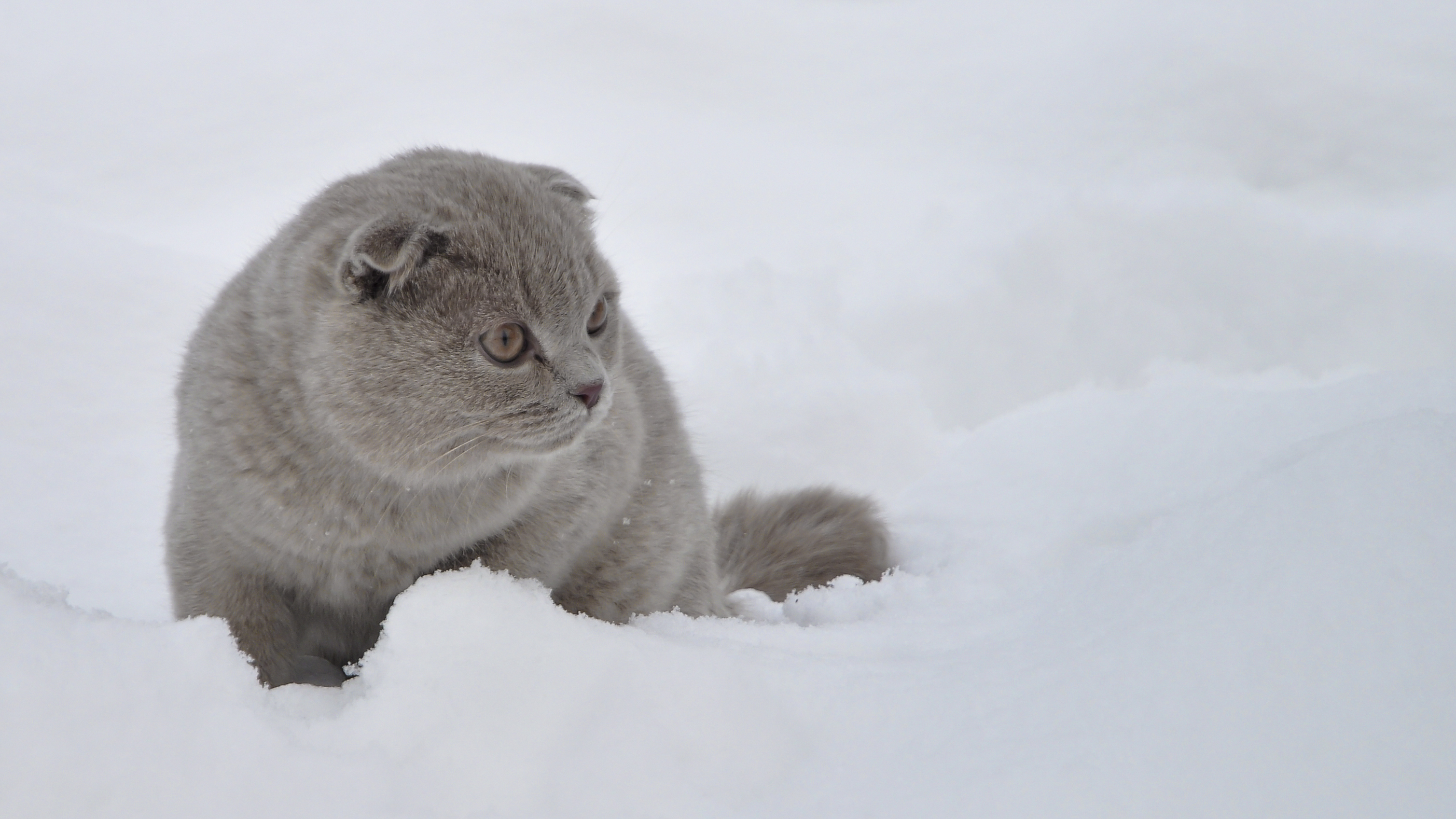 Descarga gratis la imagen Animales, Gatos, Gato en el escritorio de tu PC