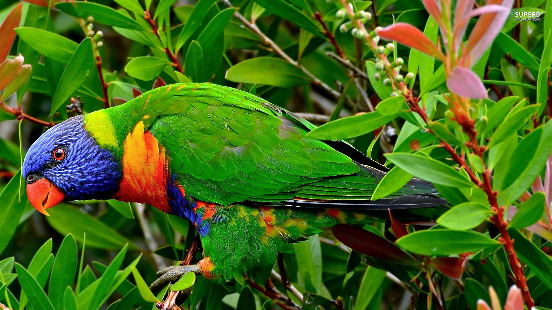 animal, rainbow lorikeet, birds