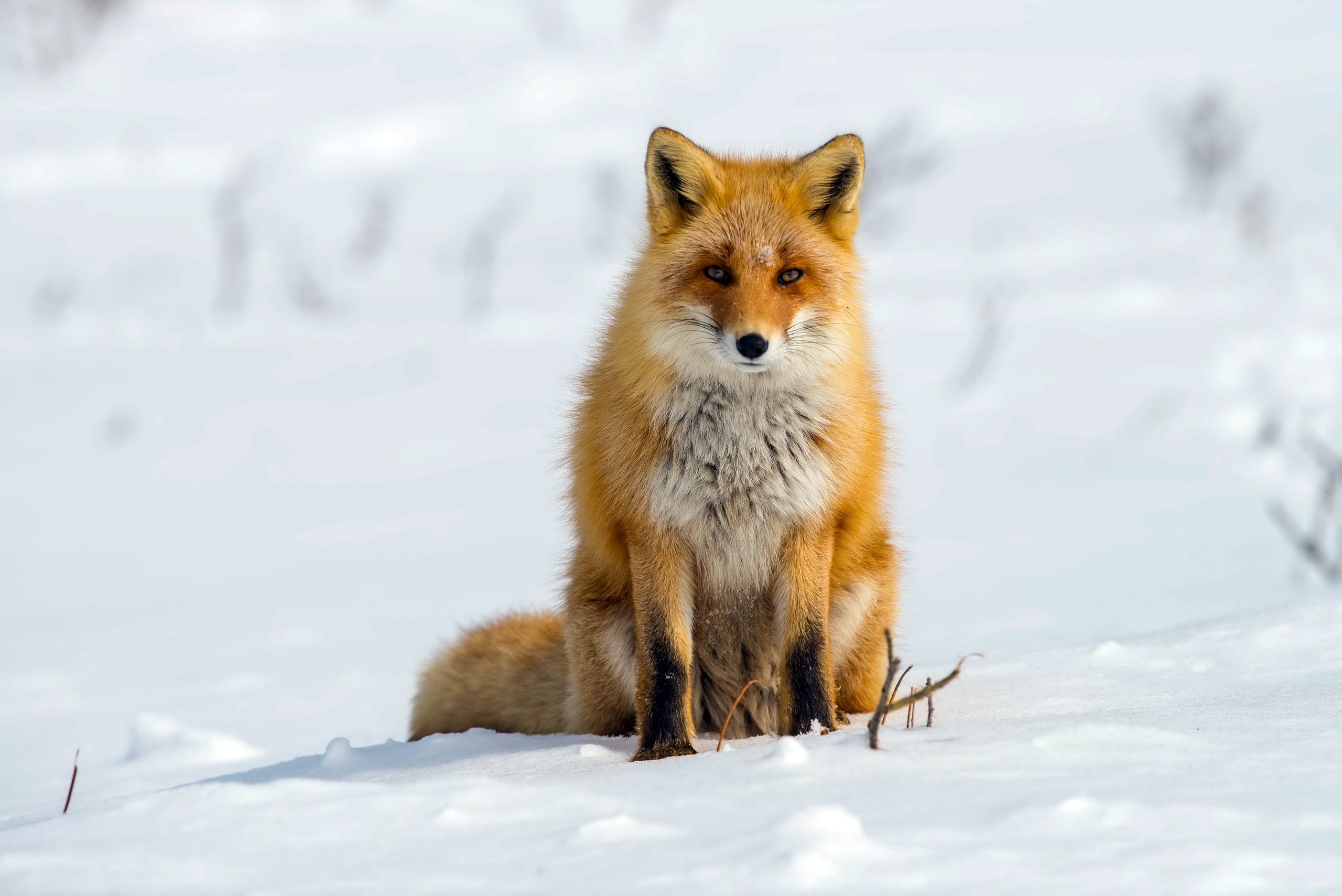 Download mobile wallpaper Winter, Snow, Fox, Animal, Stare for free.