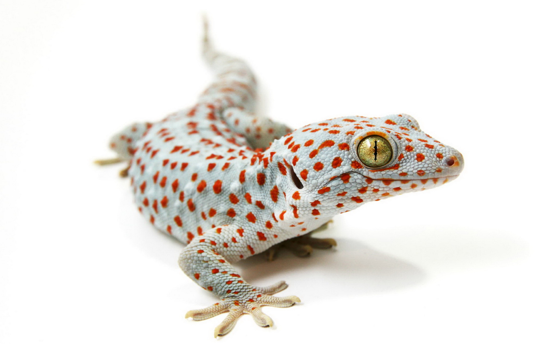 343278 baixar papel de parede animais, tokay gecko, répteis - protetores de tela e imagens gratuitamente