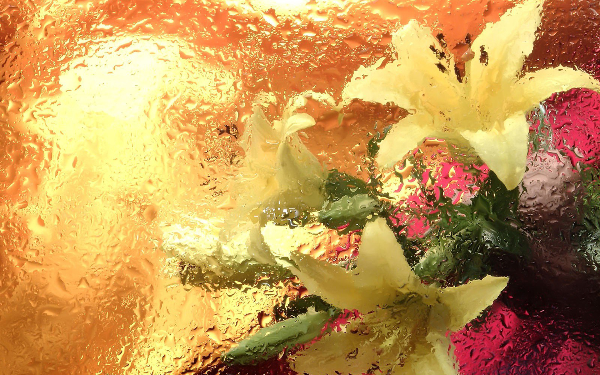 Handy-Wallpaper Lilie, Blumen, Blume, Erde/natur kostenlos herunterladen.