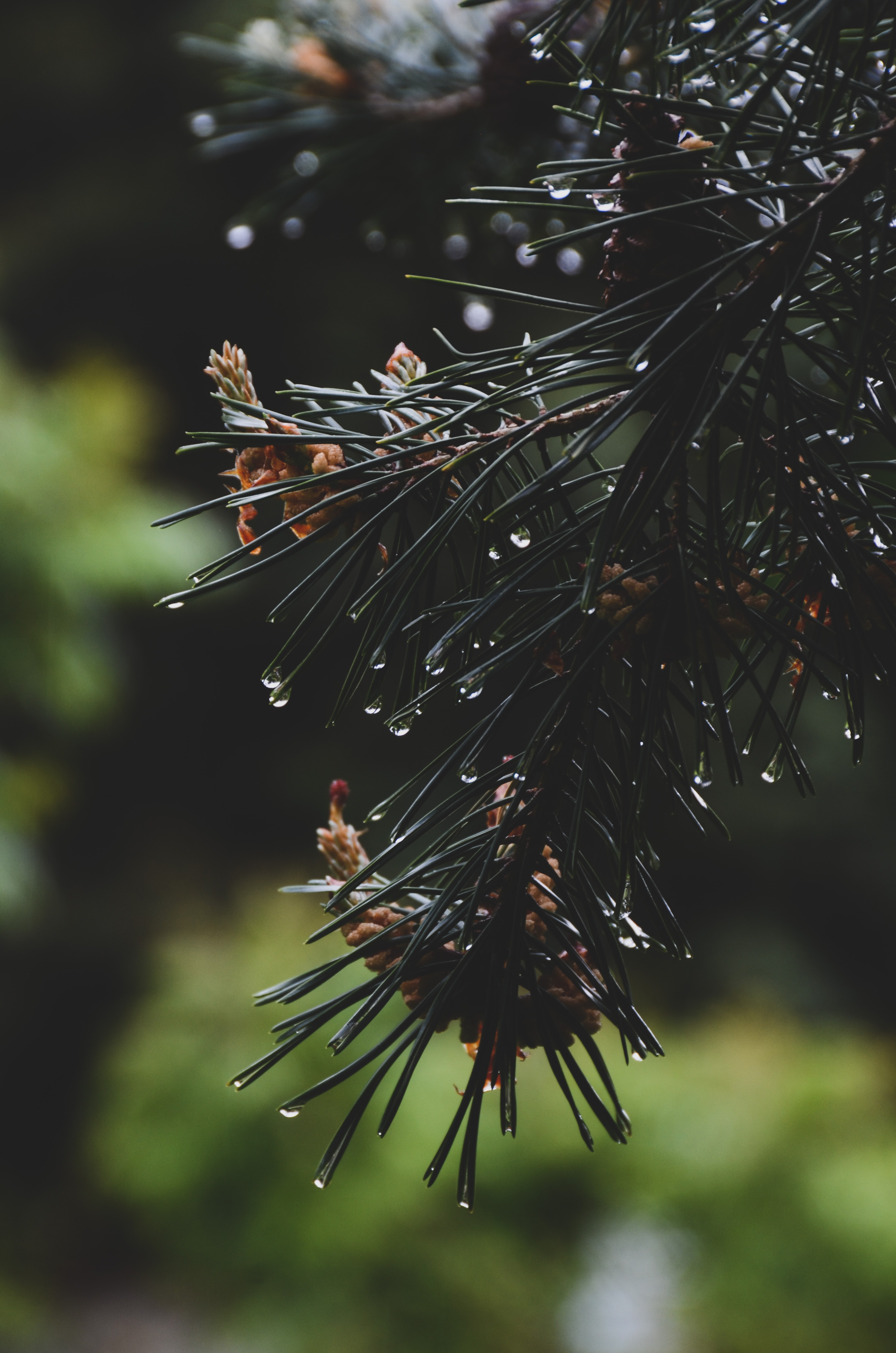 nature, water, needle, drops, branch, spruce, fir