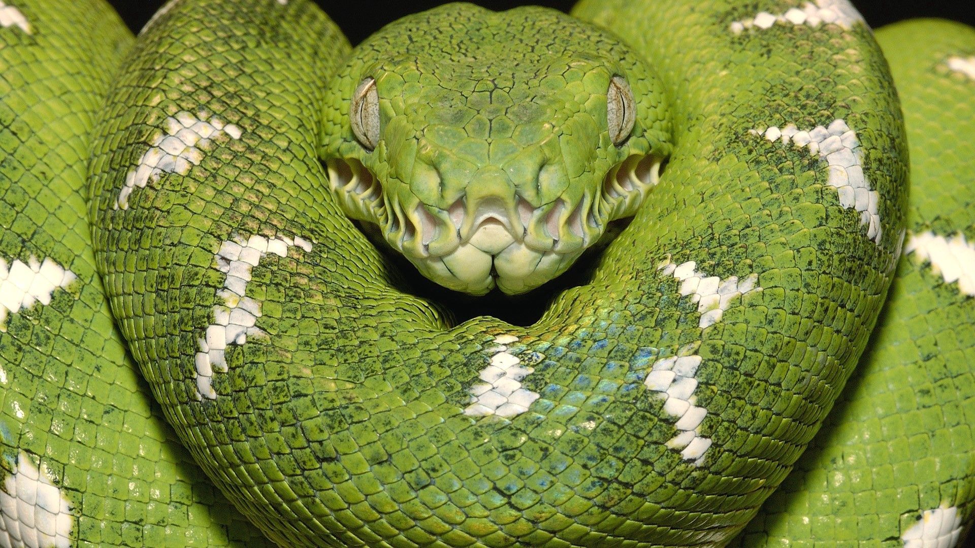 55595 скачать картинку зеленая змея, животные, пятна, окрас - обои и заставки бесплатно