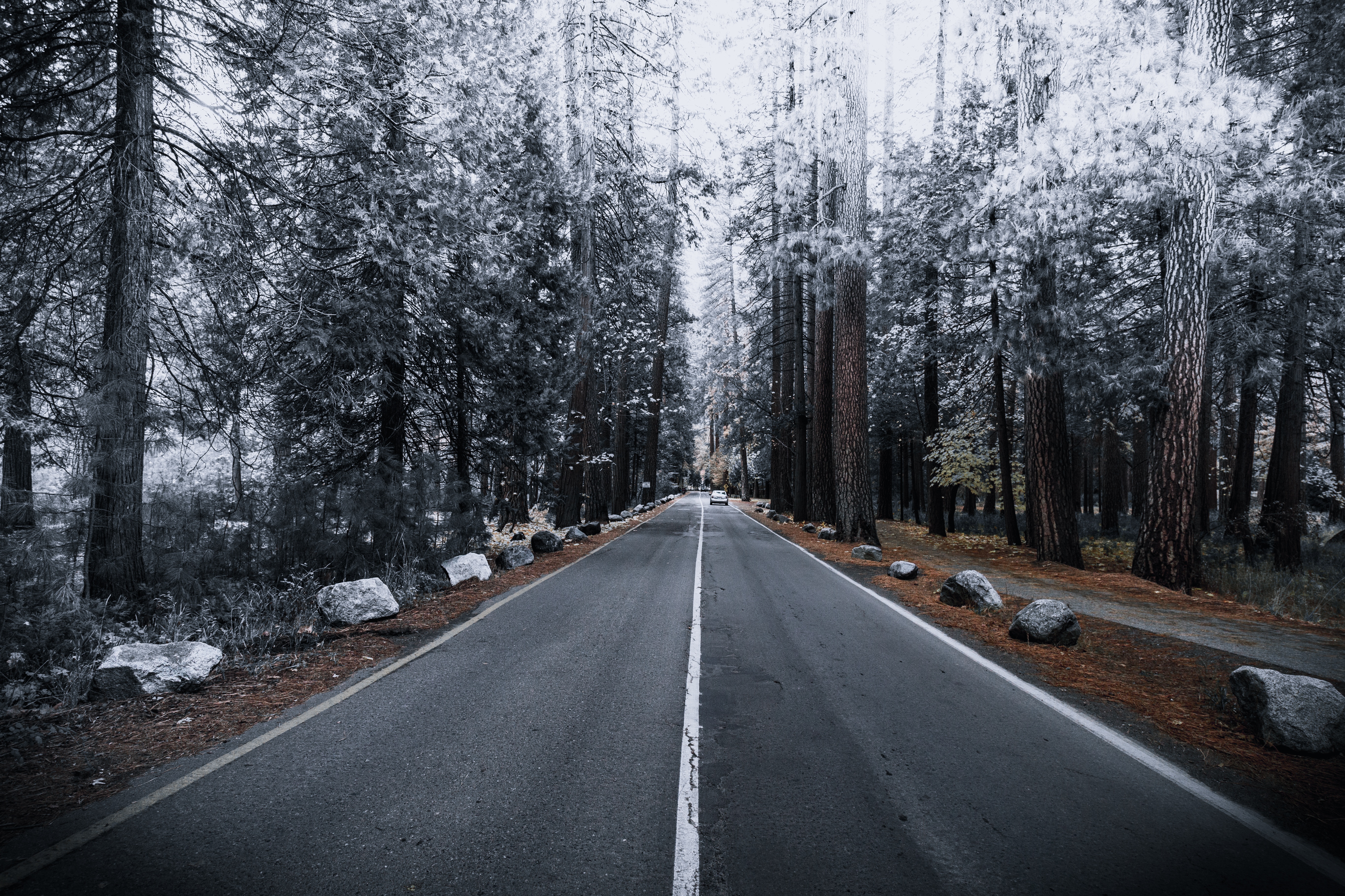 autumn, winter, nature, road, markup, forest, frost, hoarfrost