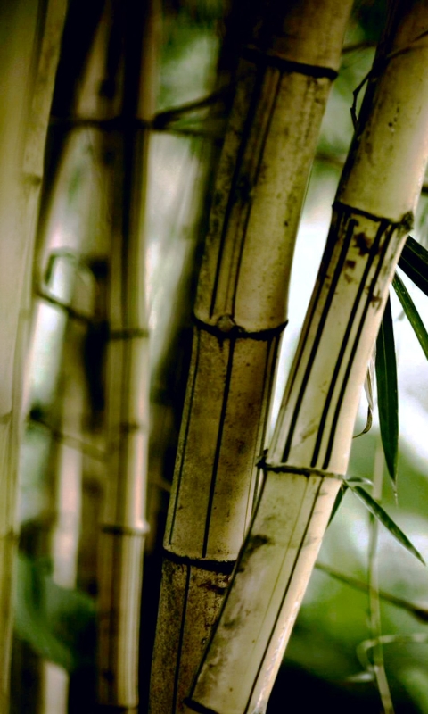 Download mobile wallpaper Nature, Earth, Bamboo for free.