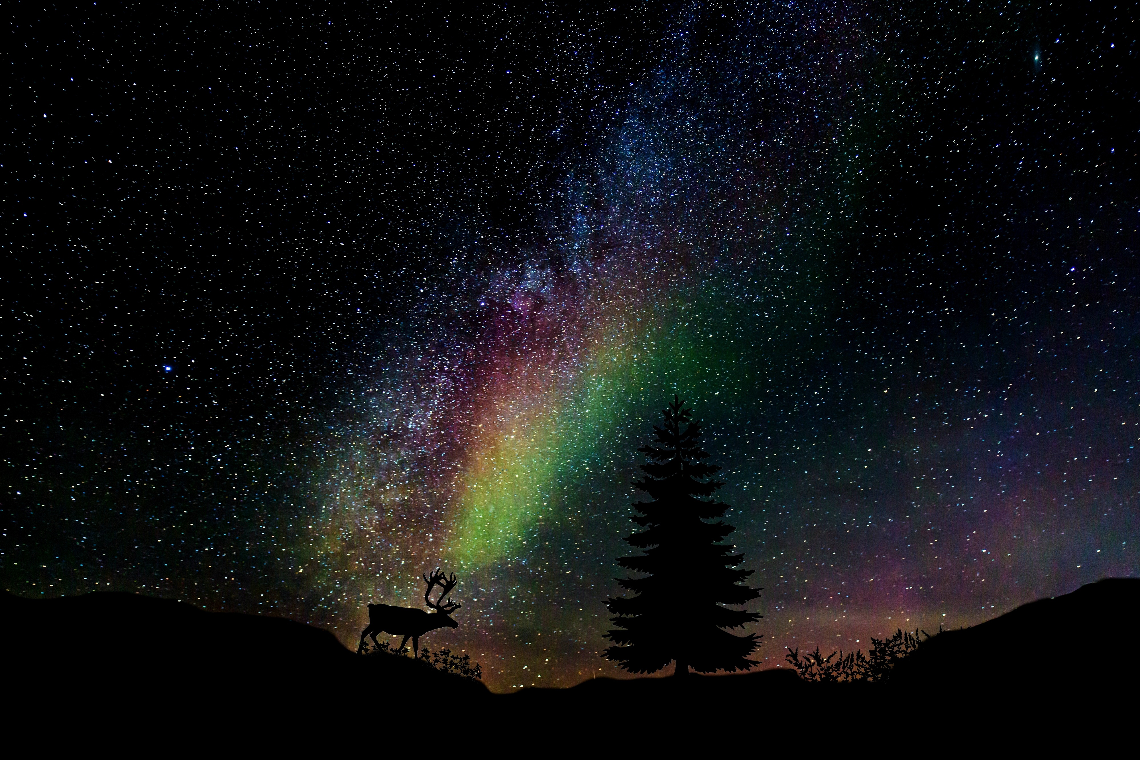 Download mobile wallpaper Spruce, Fir, Nature, Starry Sky, Photoshop, Deer for free.