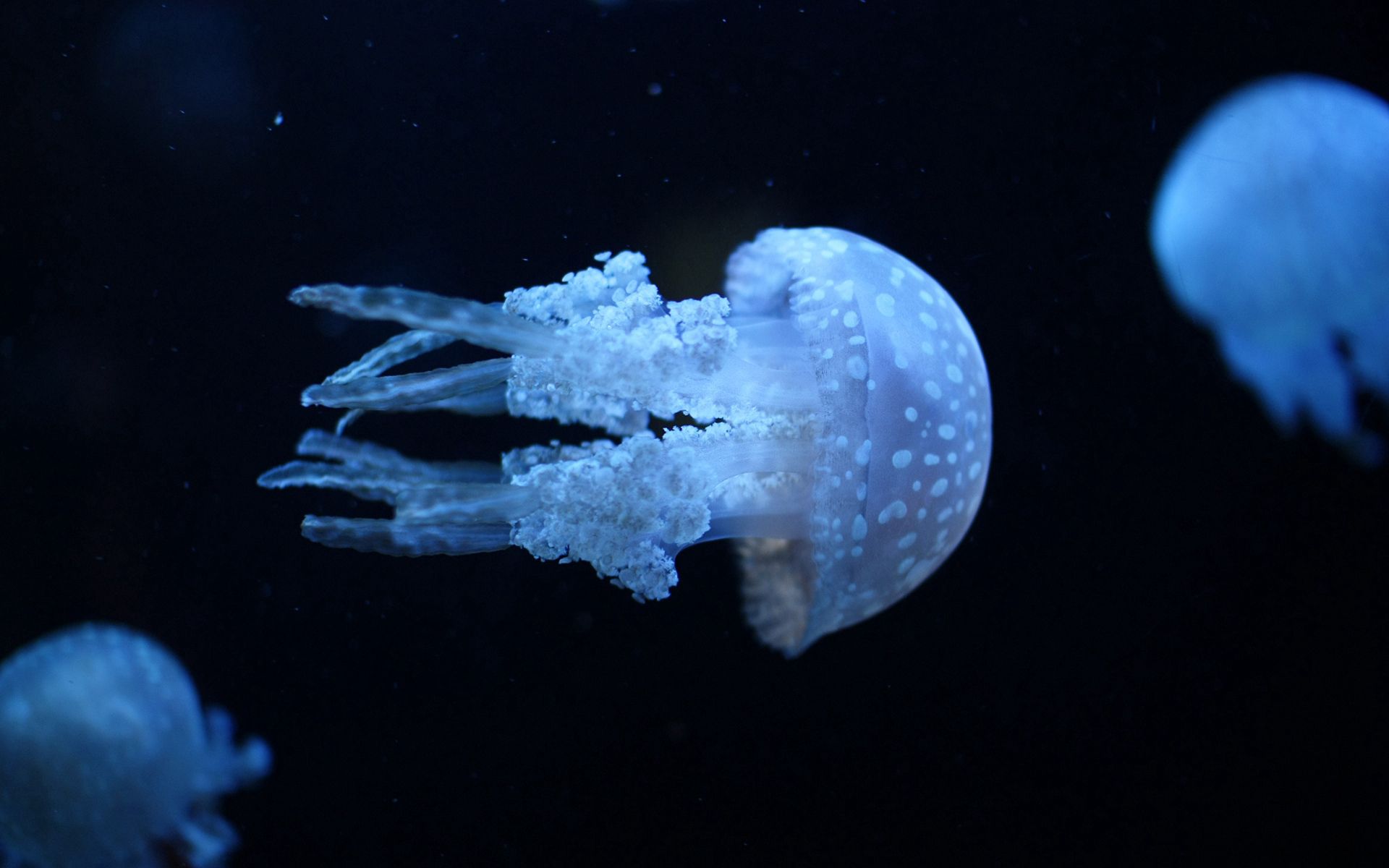 to swim, jellyfish, animals, dark, underwater world, swim