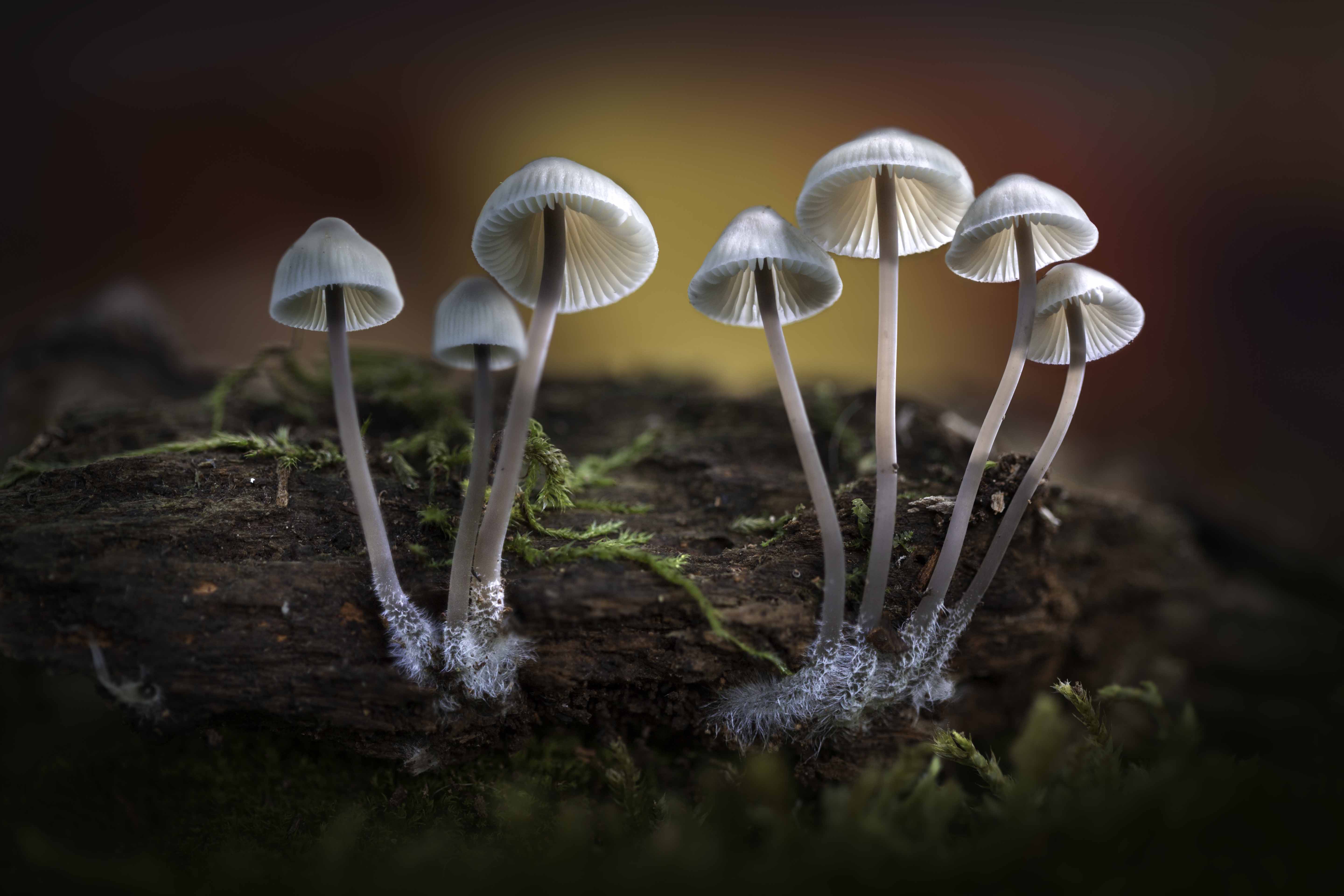 Download mobile wallpaper Nature, Macro, Earth, Mushroom for free.