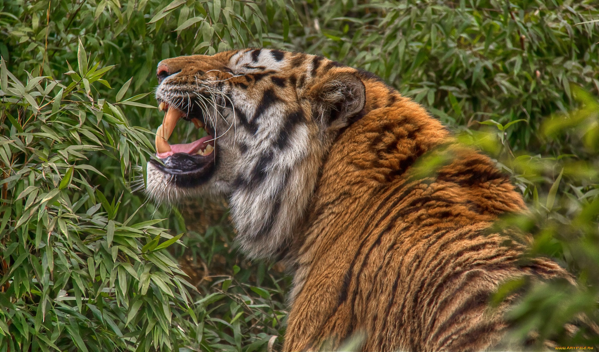 Baixe gratuitamente a imagem Animais, Gatos, Tigre na área de trabalho do seu PC