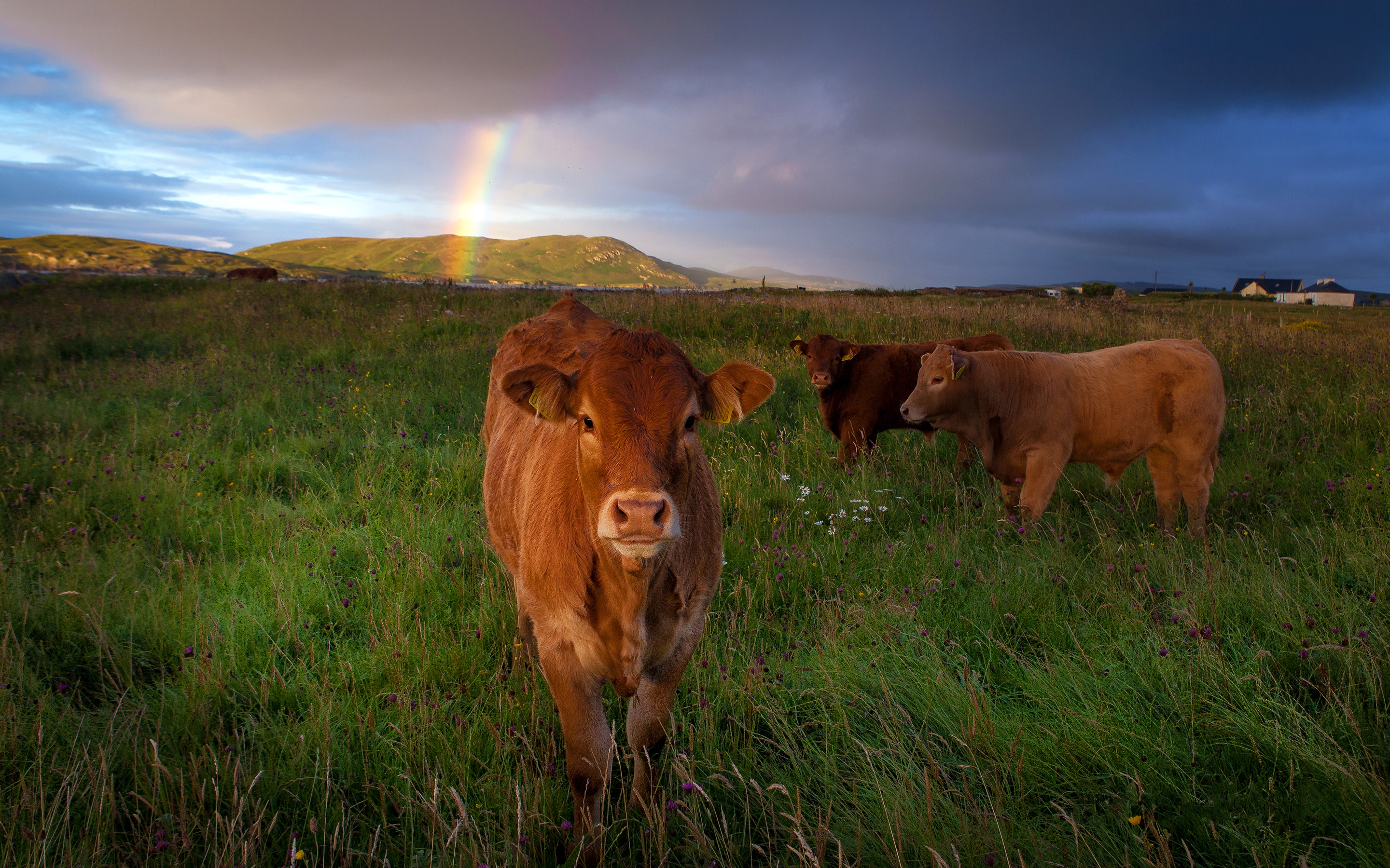 無料モバイル壁紙動物, 牛, 虹をダウンロードします。