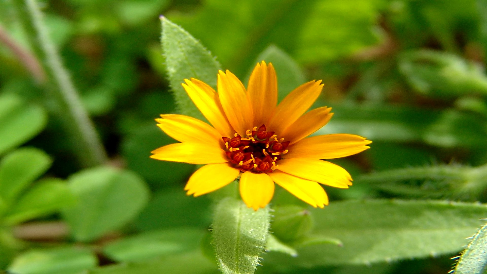 Descarga gratuita de fondo de pantalla para móvil de Flores, Flor, Tierra/naturaleza.