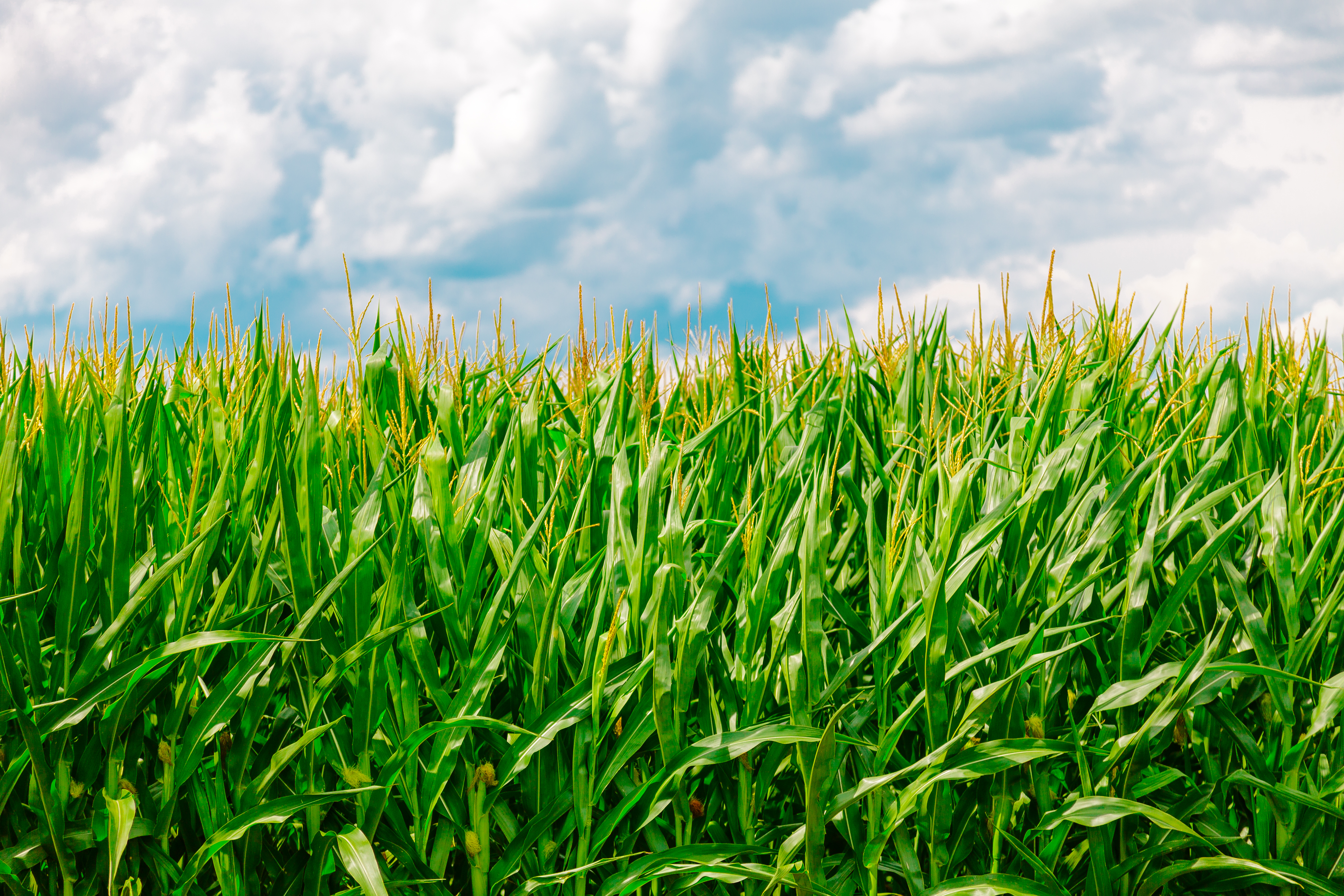 corn, nature, summer, field, farm, maize
