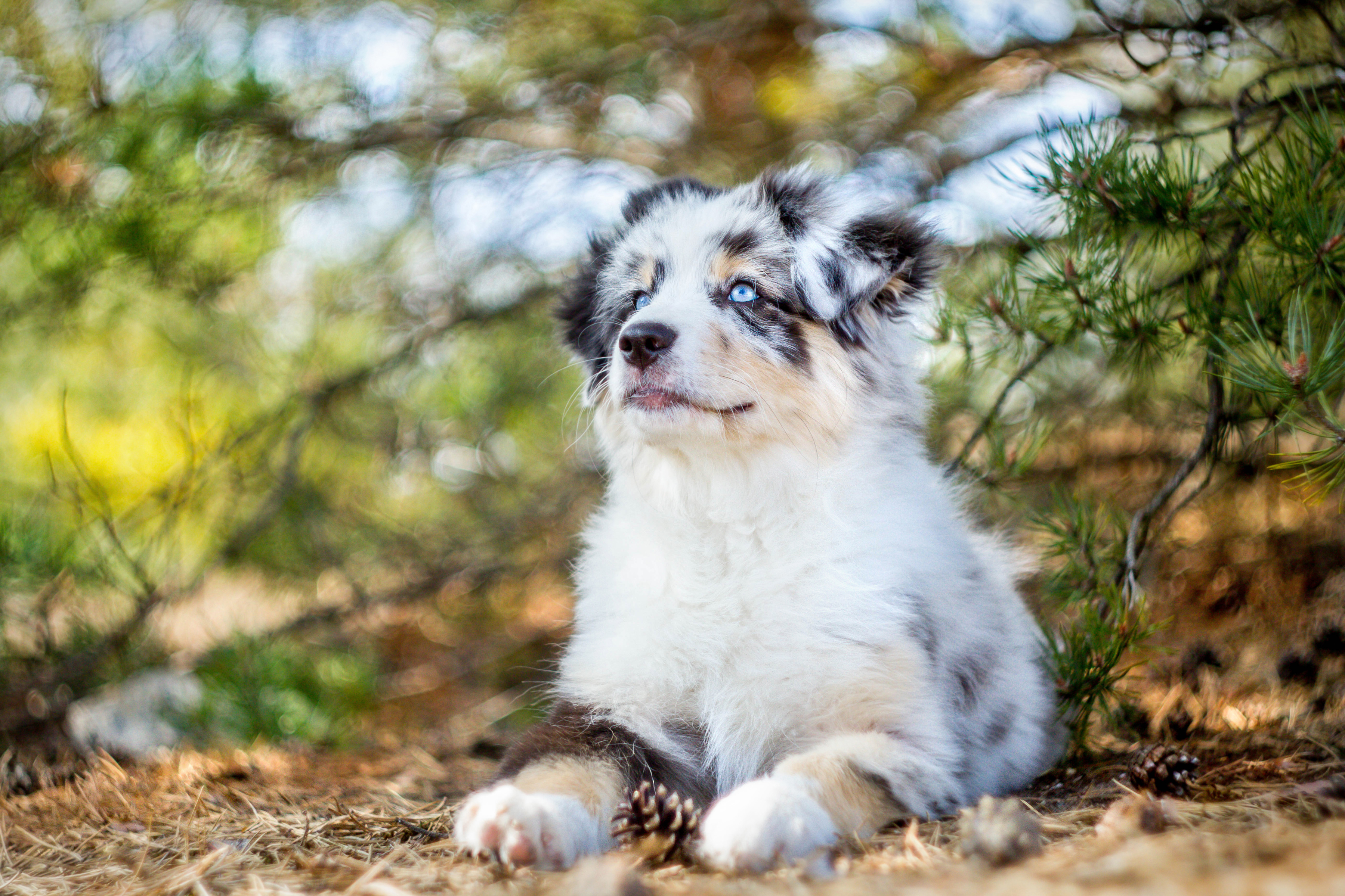 Laden Sie das Tiere, Hunde, Hund, Welpen, Australischer Hirte-Bild kostenlos auf Ihren PC-Desktop herunter