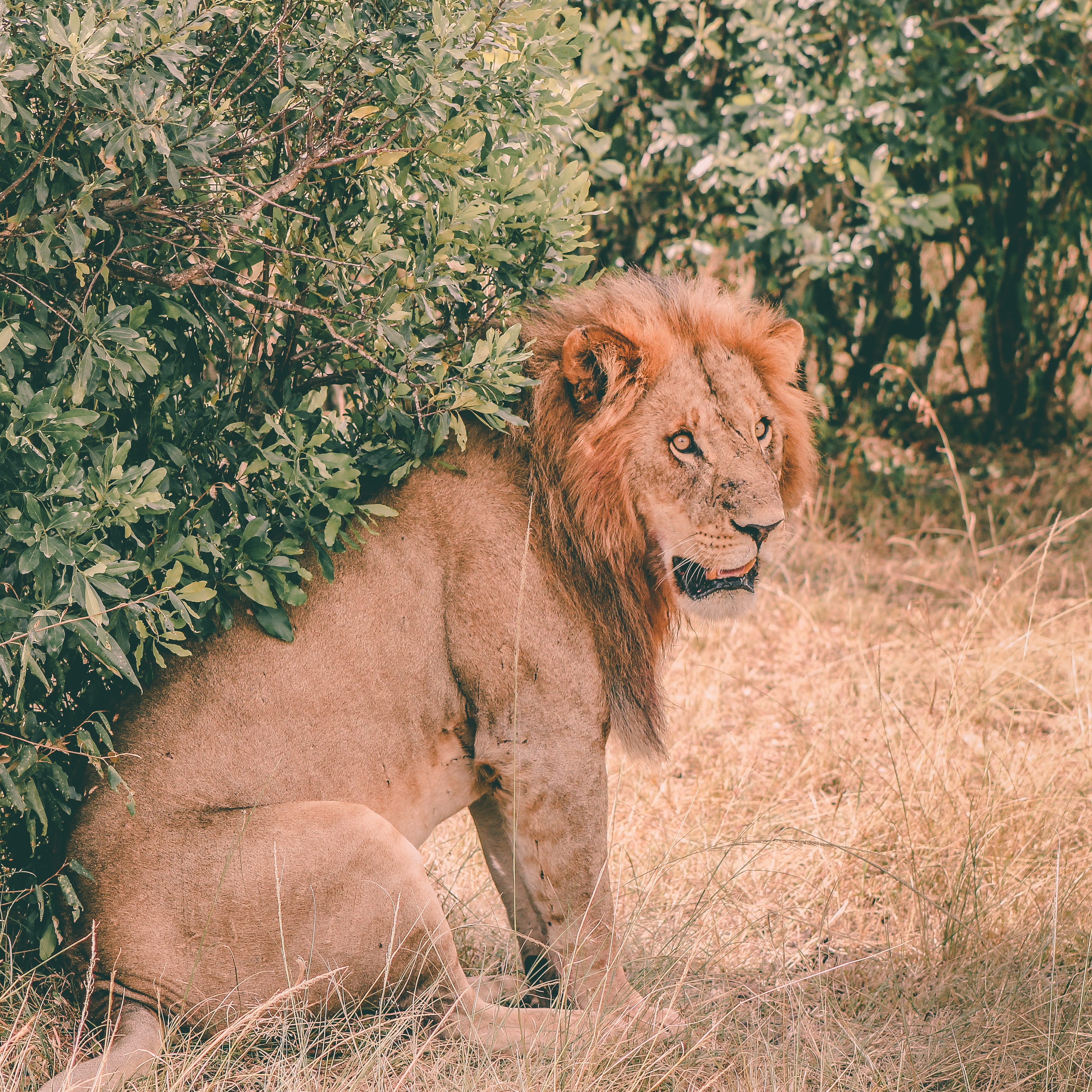 58296 скачать обои лев, животные, морда, хищник, грива, сидит - заставки и картинки бесплатно