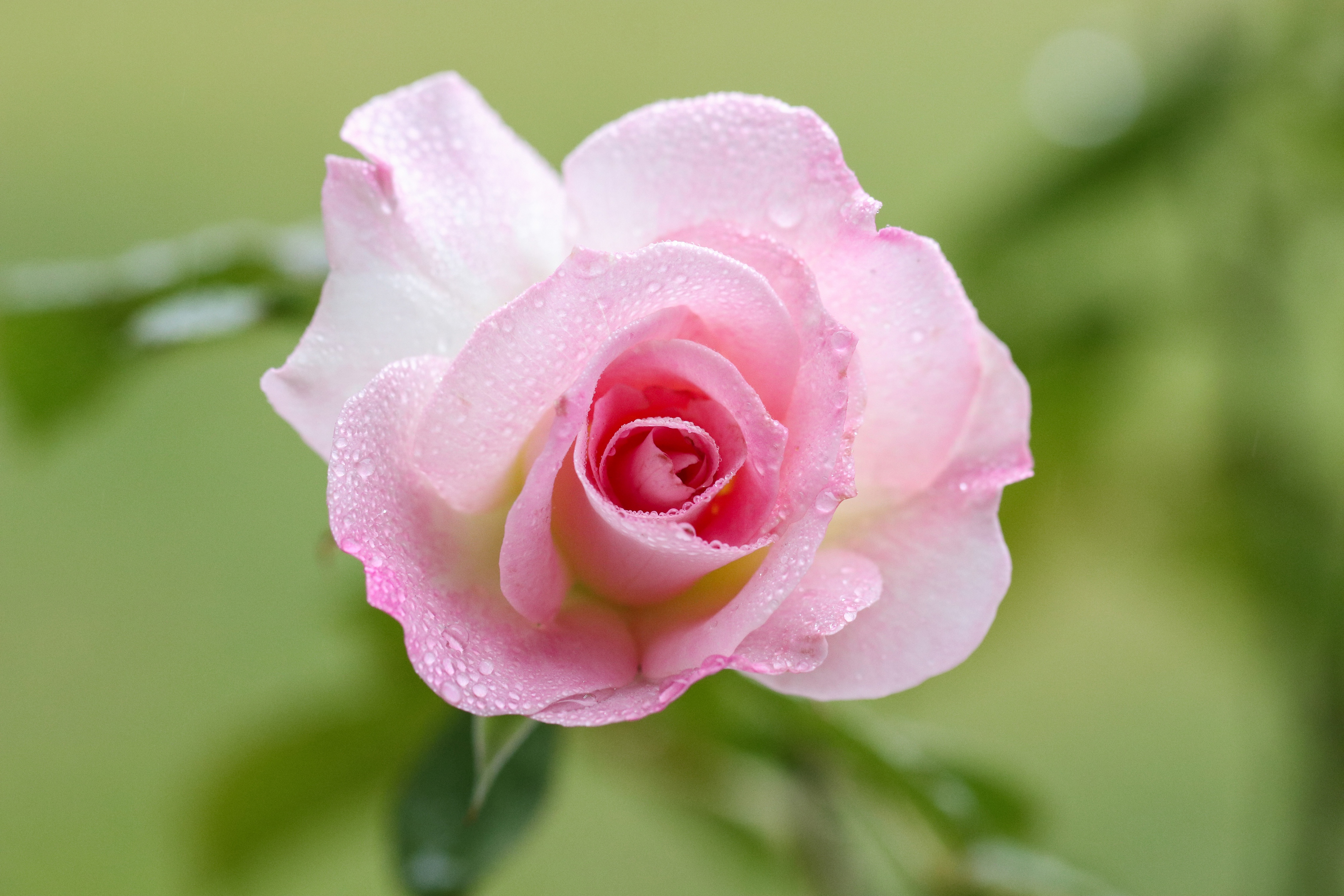 PCデスクトップにフラワーズ, 大きい, 薔薇, 地球, 露, 花弁, ピンクの花, ピンクのバラ画像を無料でダウンロード