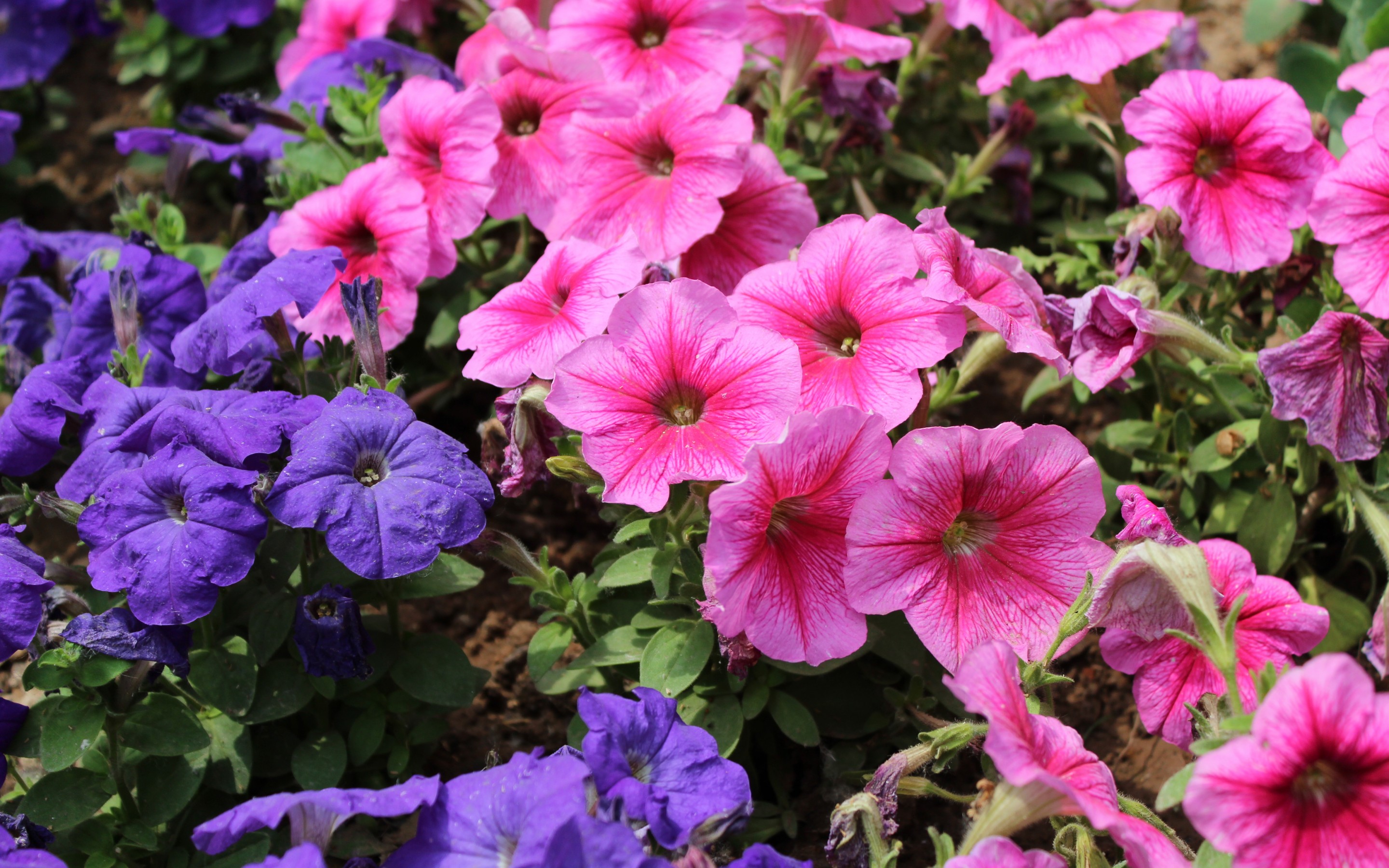 Descarga gratis la imagen Flores, Flor, Tierra/naturaleza en el escritorio de tu PC